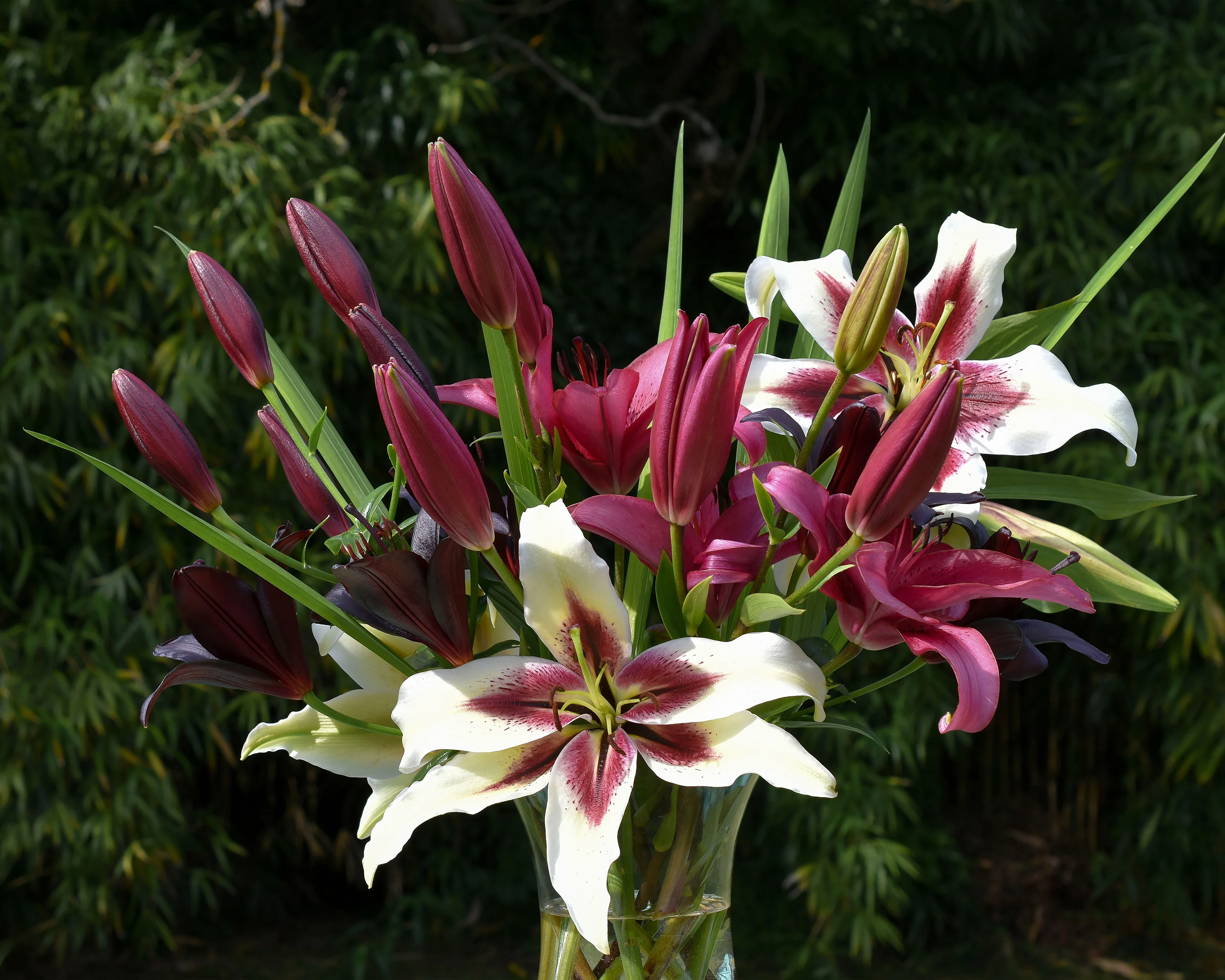 Lily 'November Rain' - Image 4