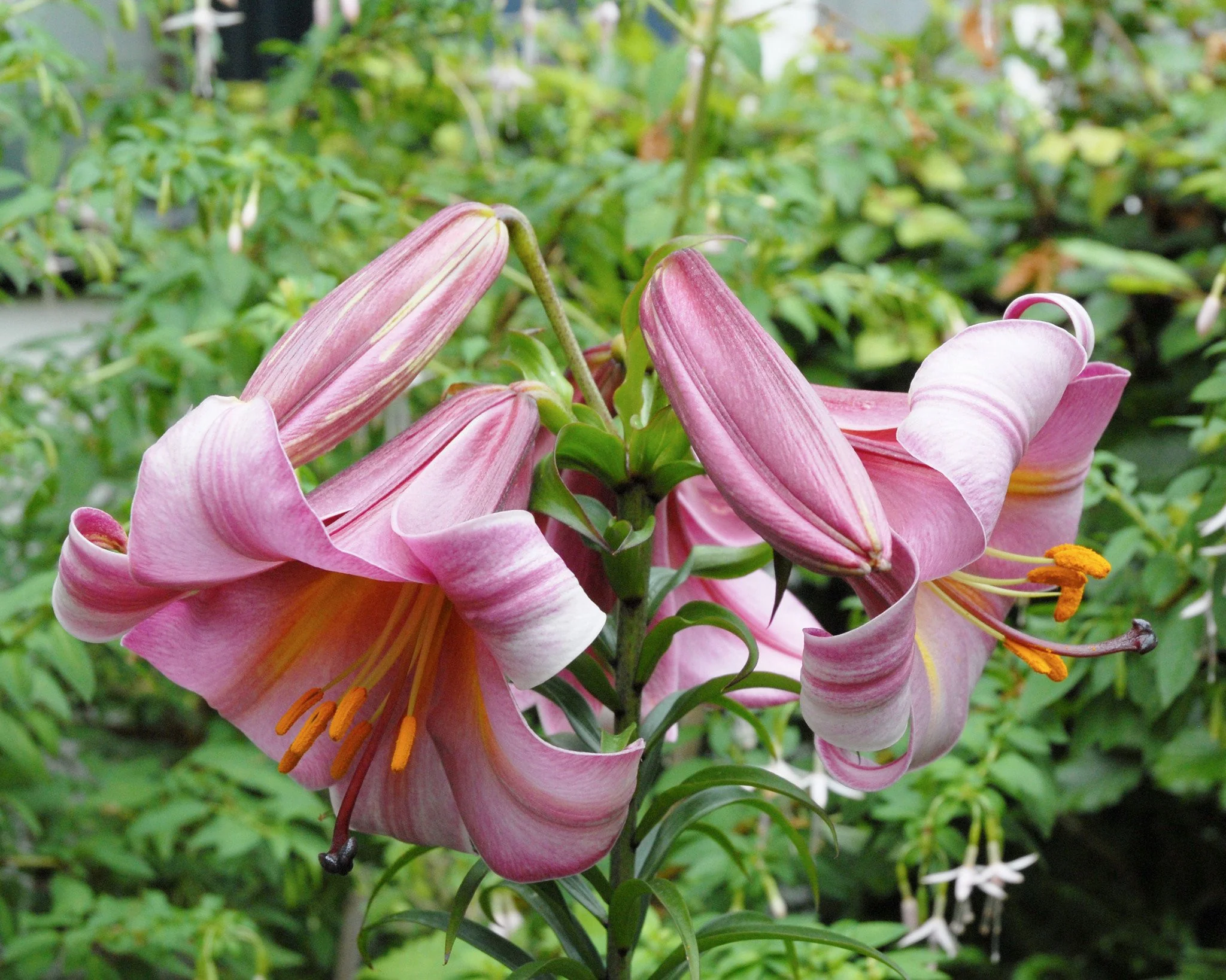 Lily 'Pink Perfection' - Image 3