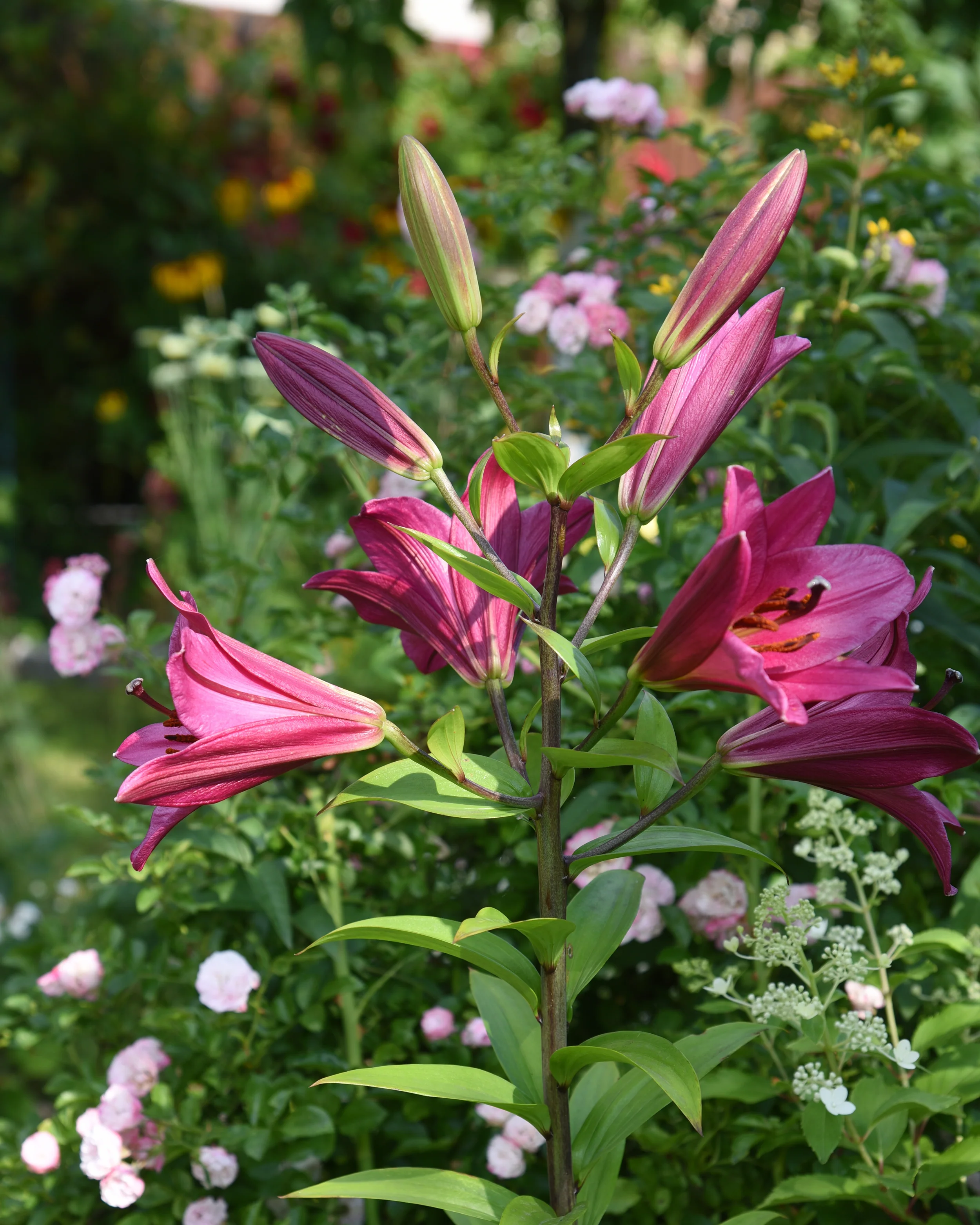 Lily 'Purple Prince' - Image 5