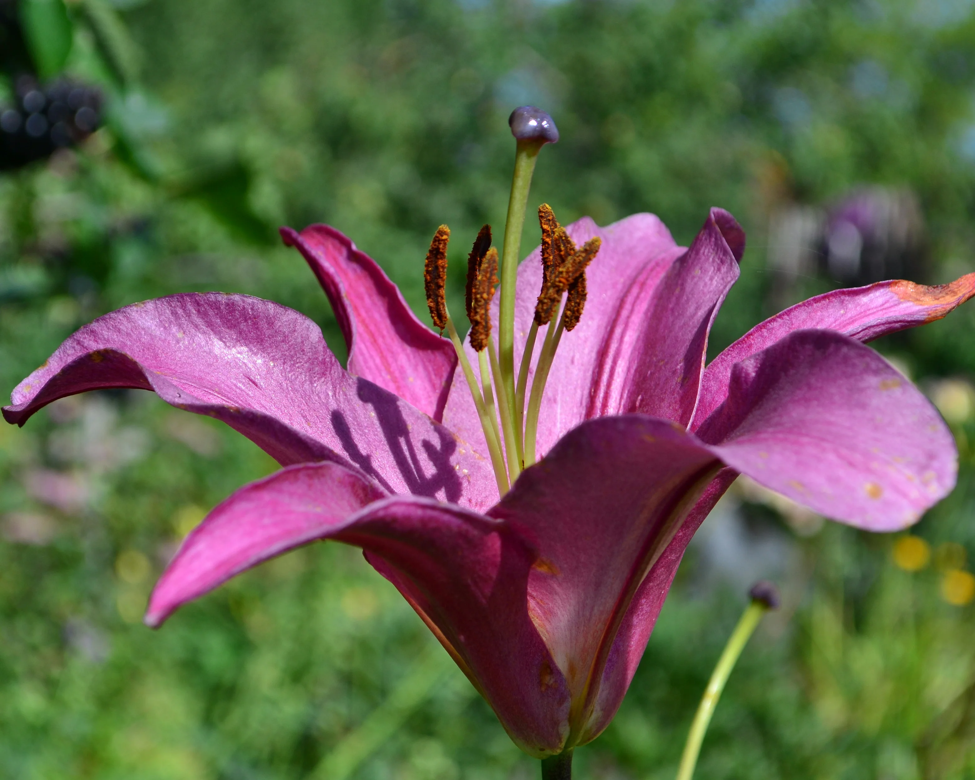 Lily 'Purple Prince' - Image 6