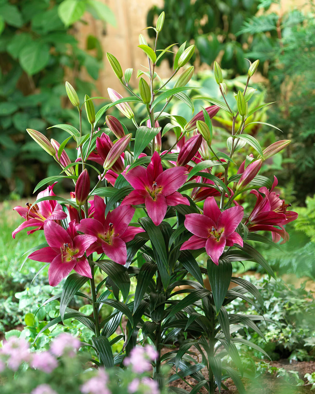 Lily 'Purple Prince' - Image 7