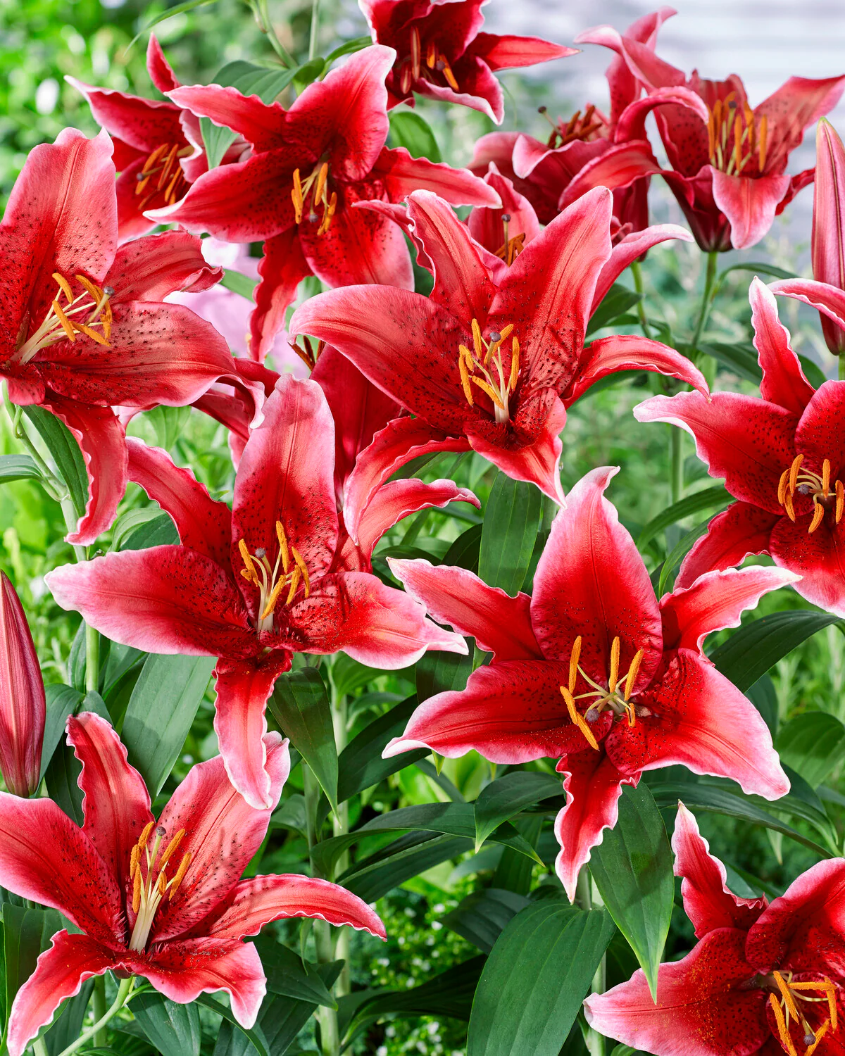 Lily 'Red Flash' - Image 3