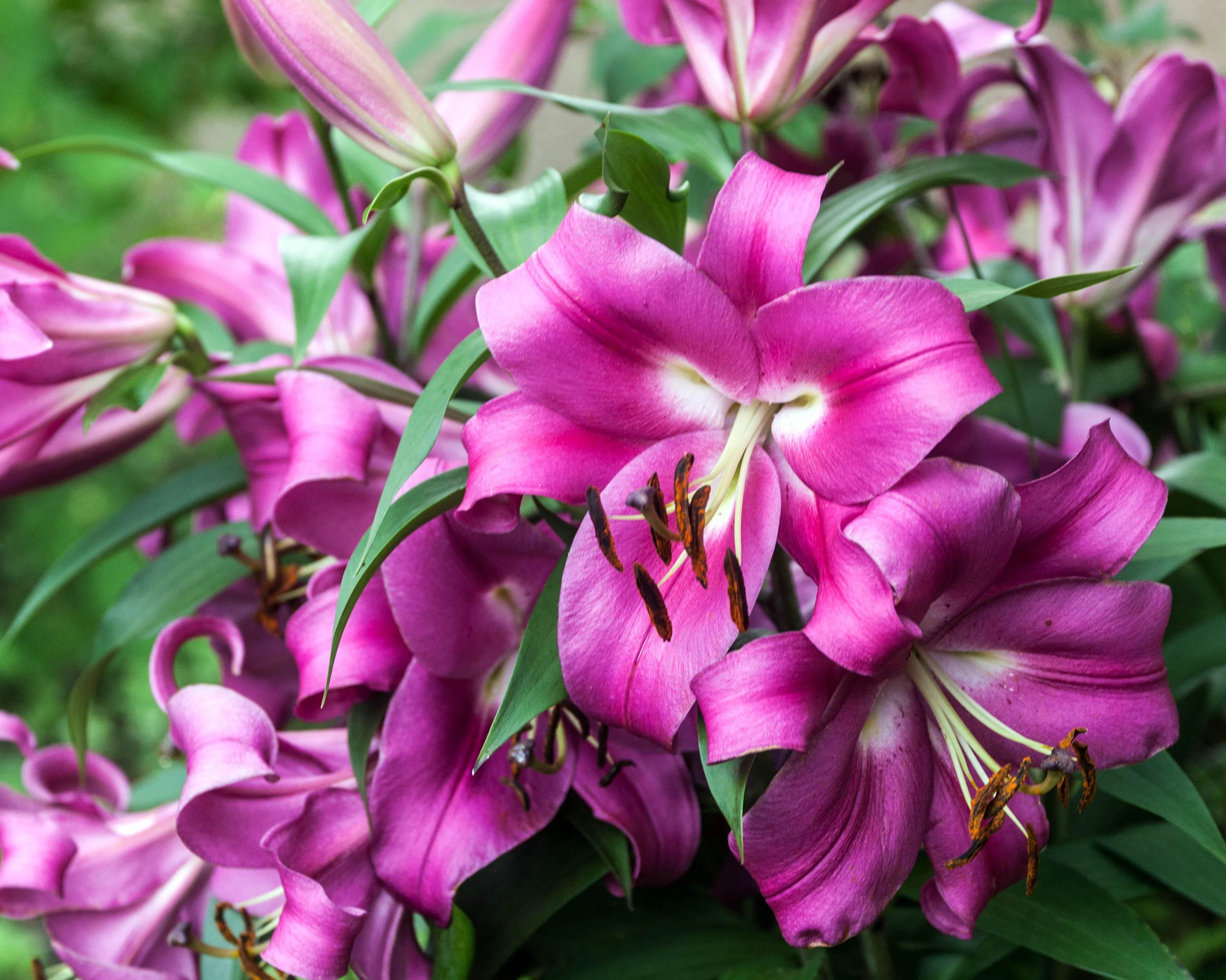 Lily 'Robina' - Image 3