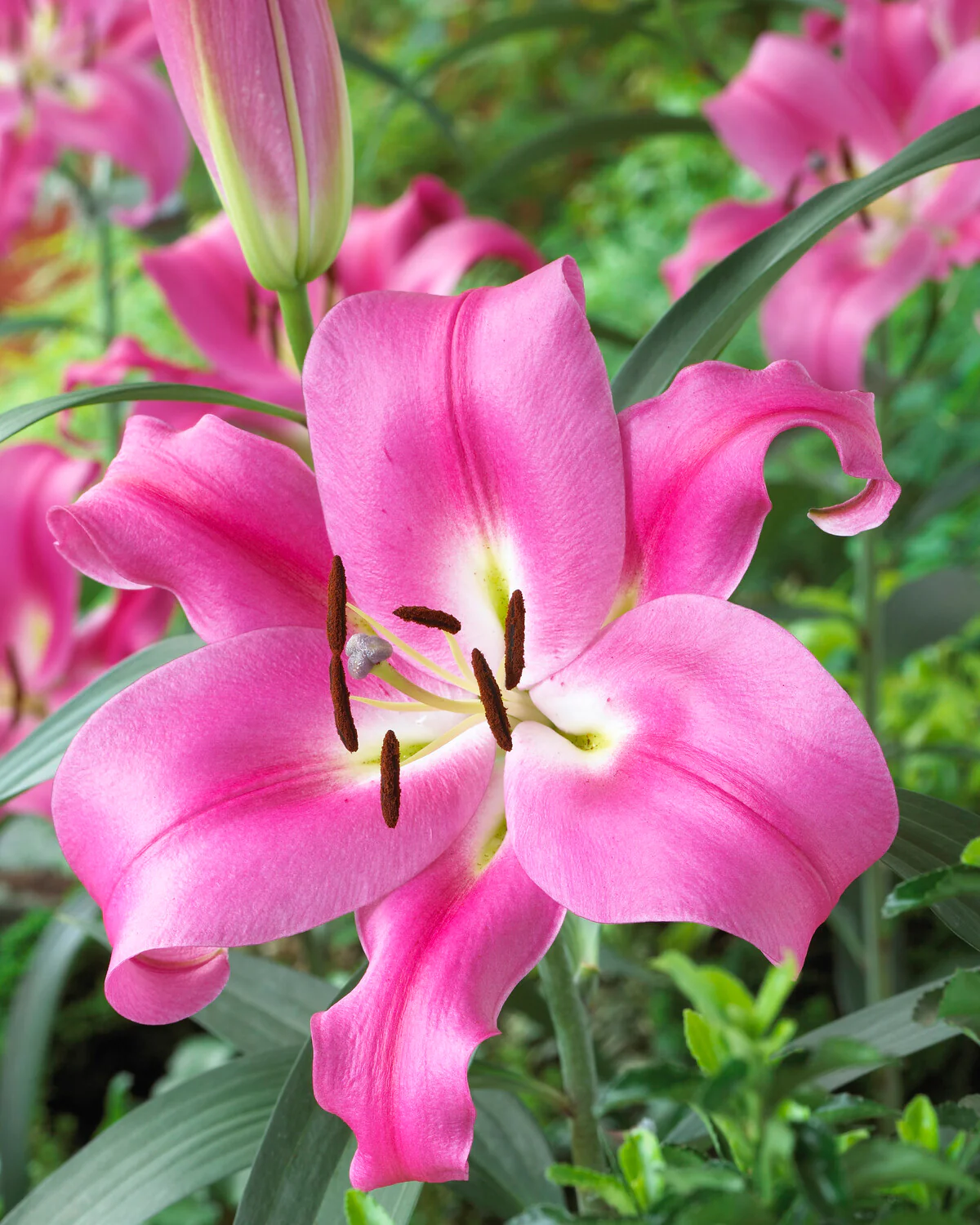Lily 'Robina' - Image 6