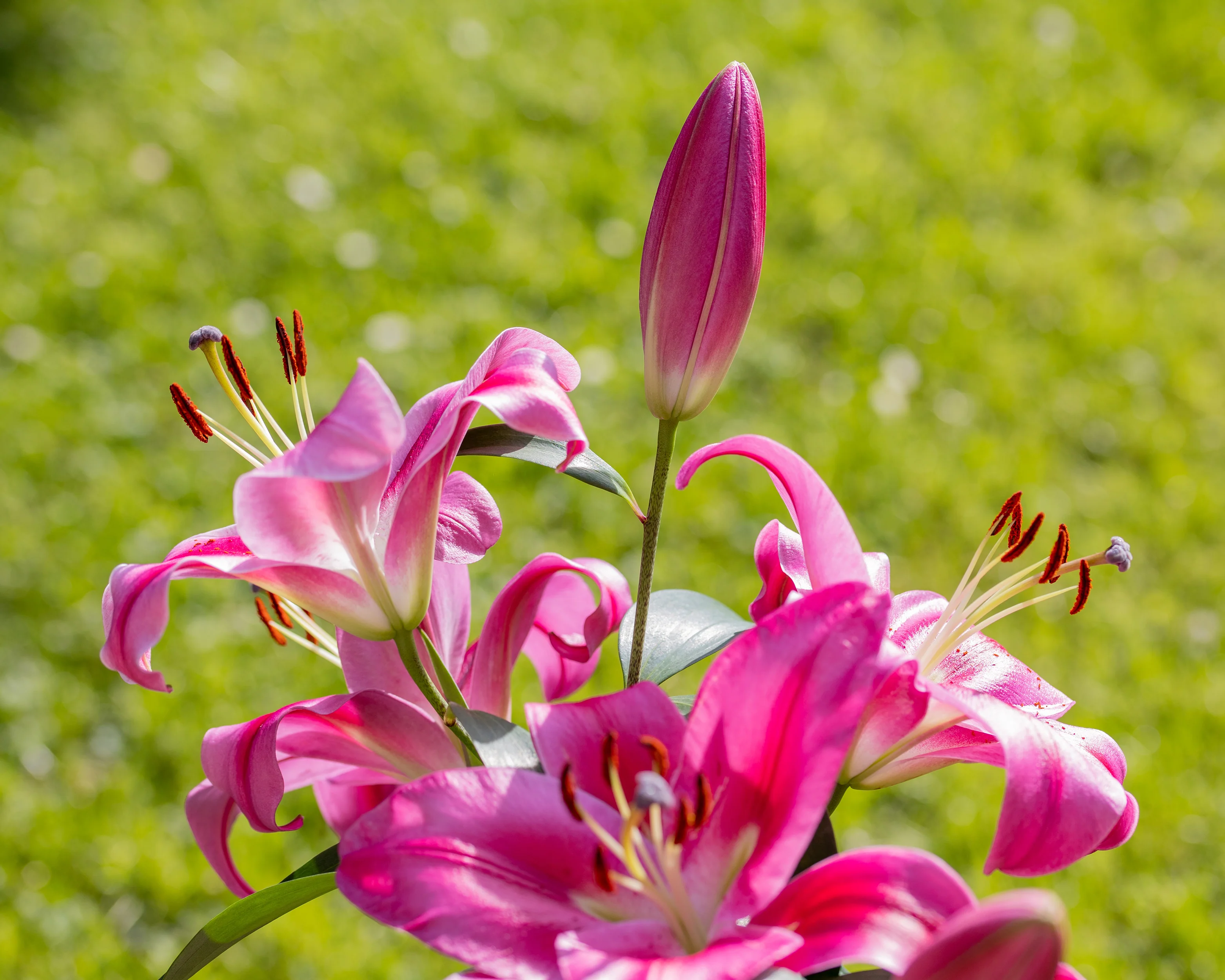 Lily 'Robina' - Image 8