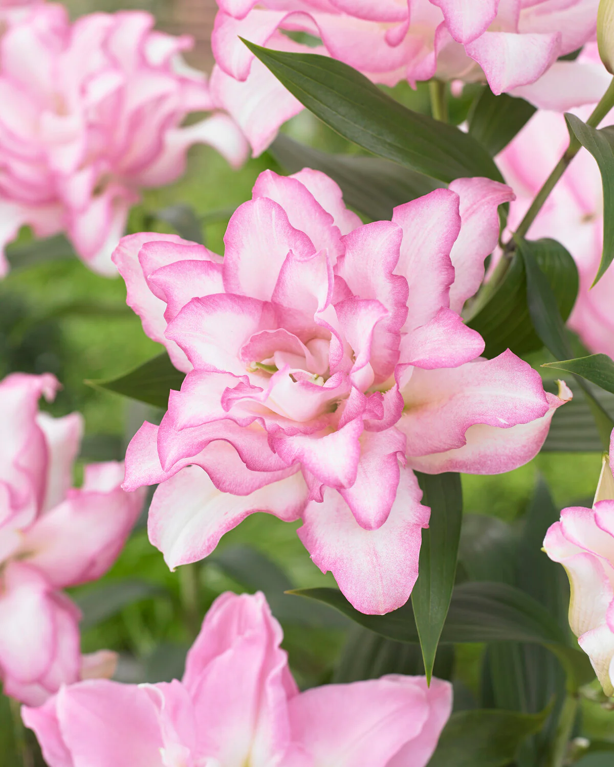 Lily 'Roselily Anouska' - Image 2