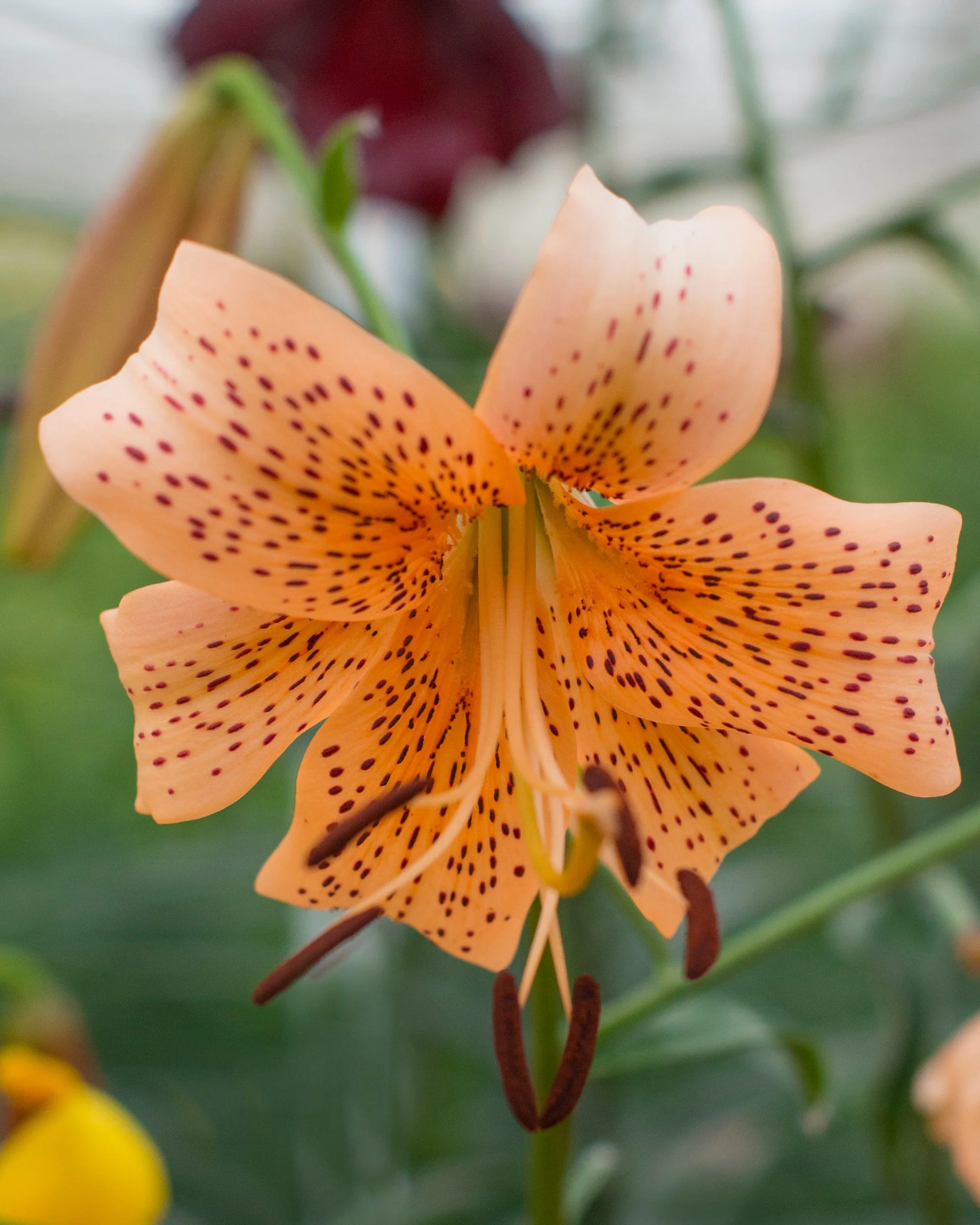 Lily 'Tiger Babies' - Image 3