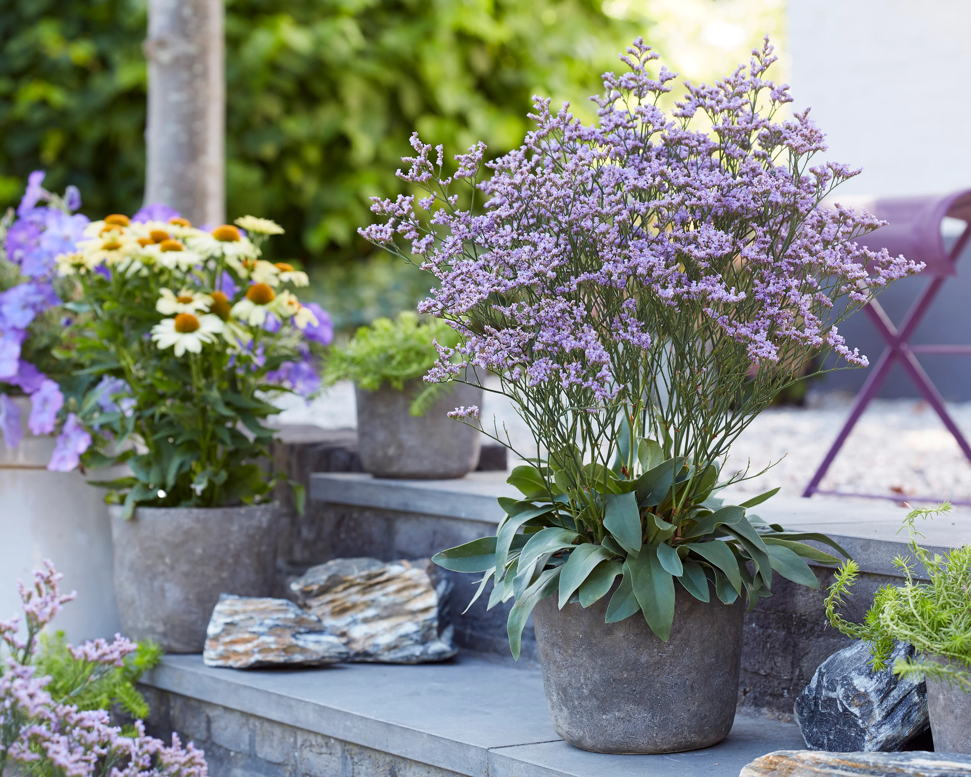 Limonium 'Dazzle Rocks' - Image 10