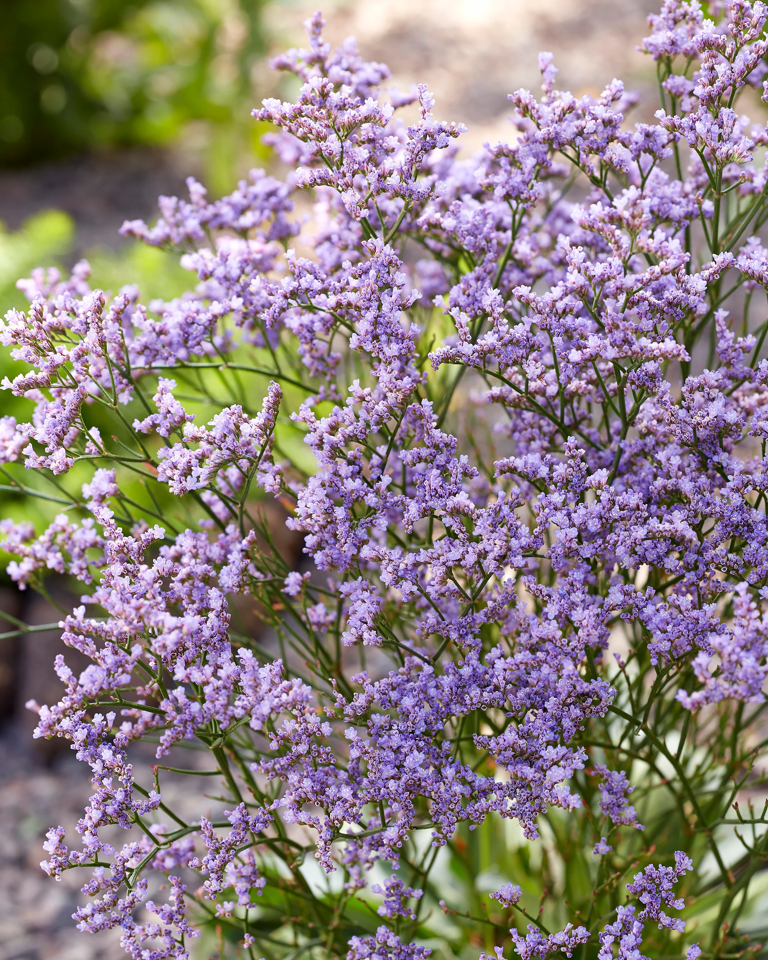 Limonium 'Dazzle Rocks' - Image 2