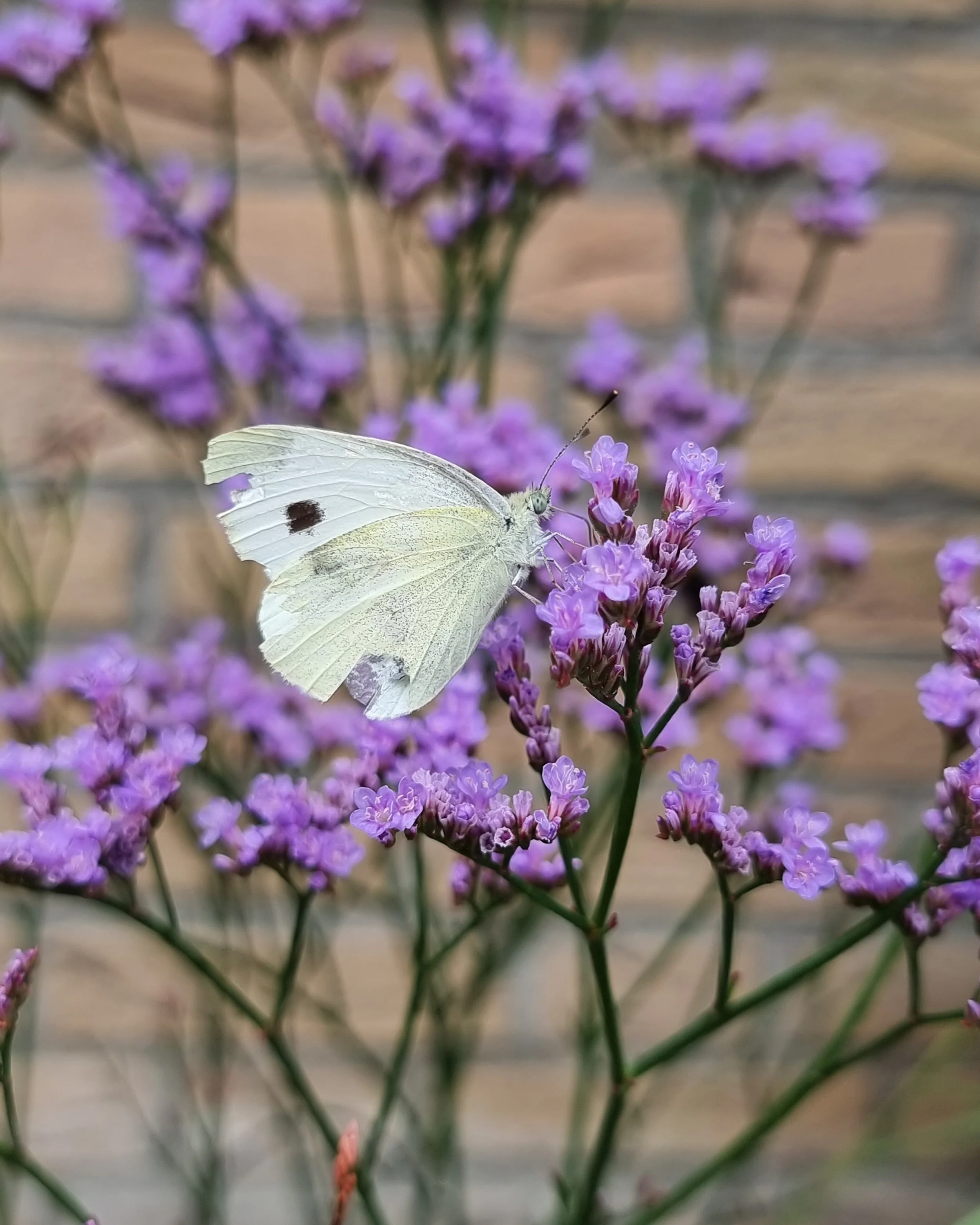 Limonium 'Dazzle Rocks' - Image 4
