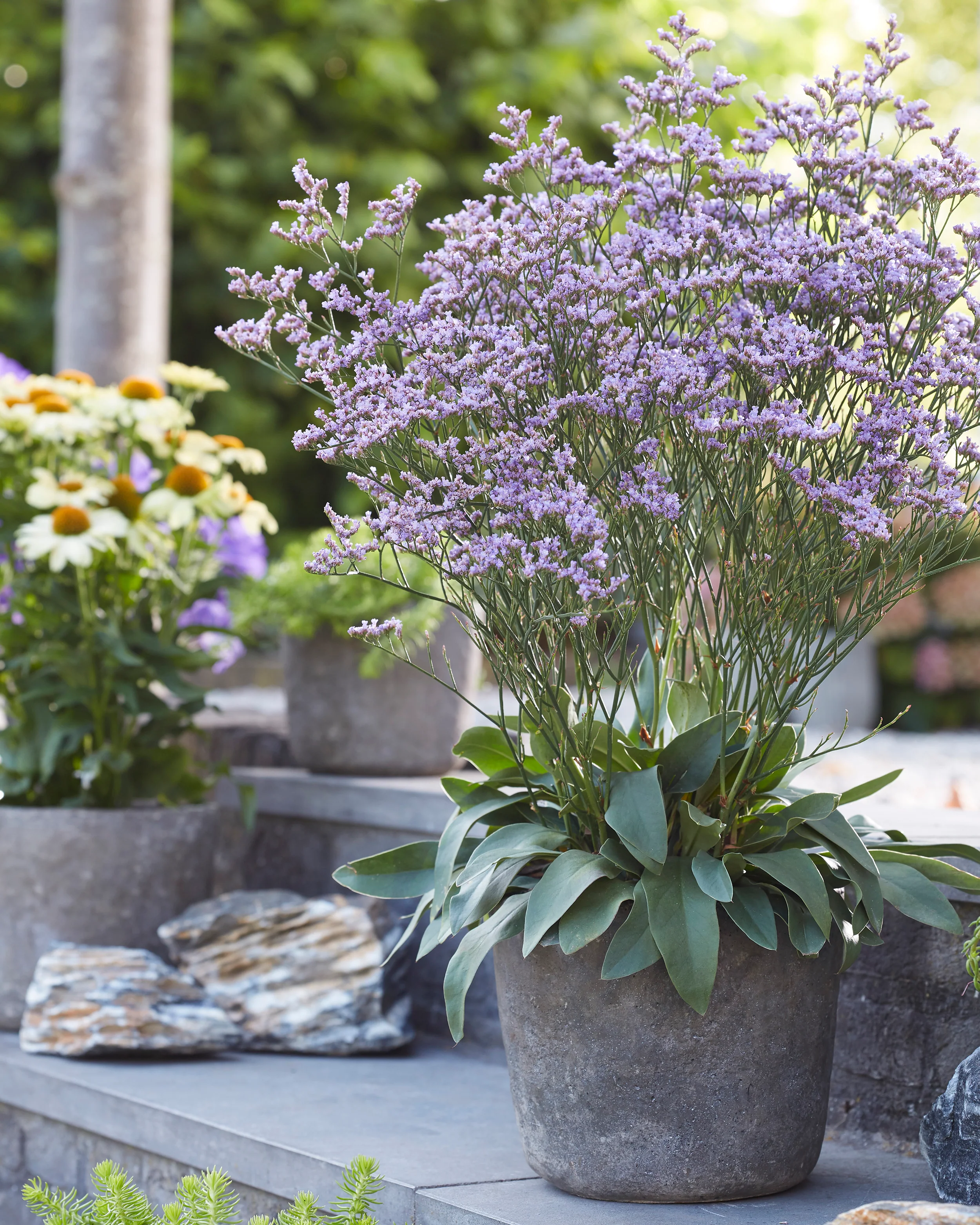 Limonium 'Dazzle Rocks' - Image 7