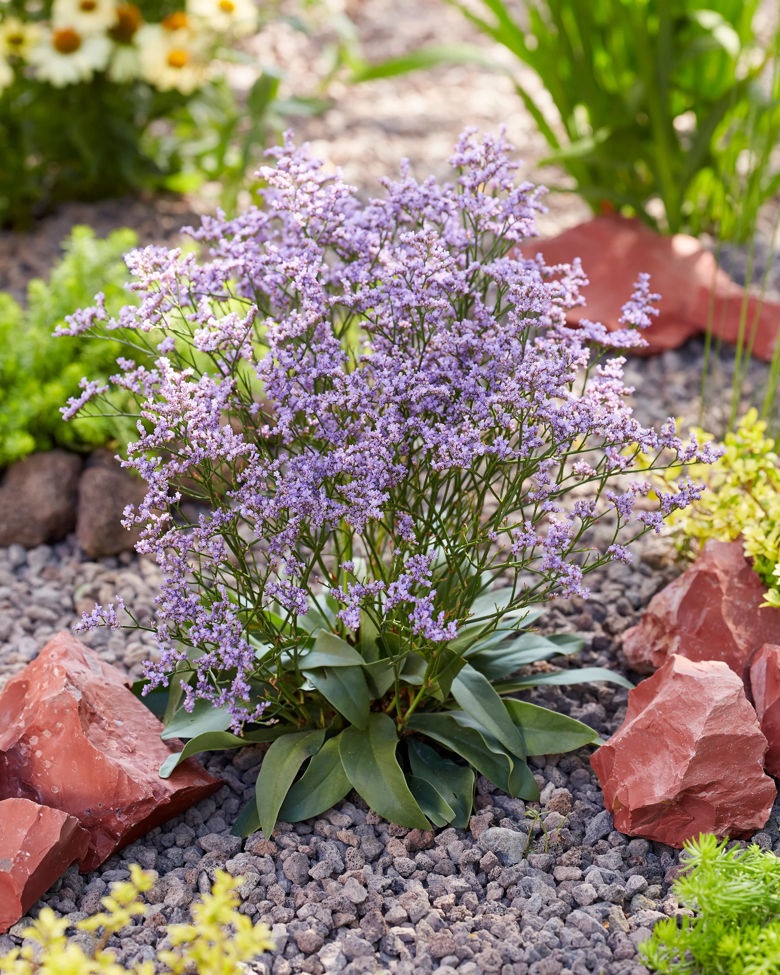 Limonium 'Dazzle Rocks' - Image 9