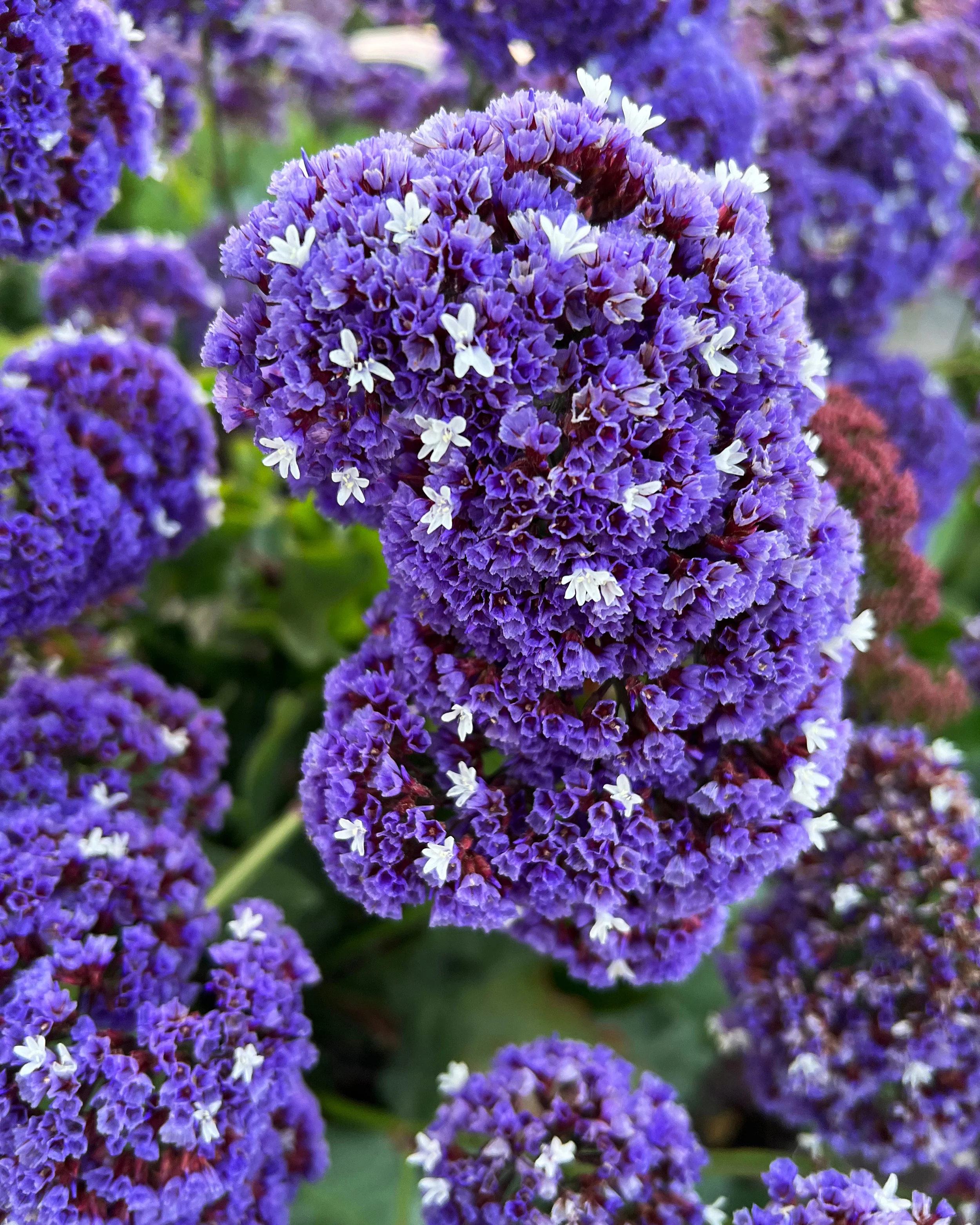 Limonium perezii - Image 2