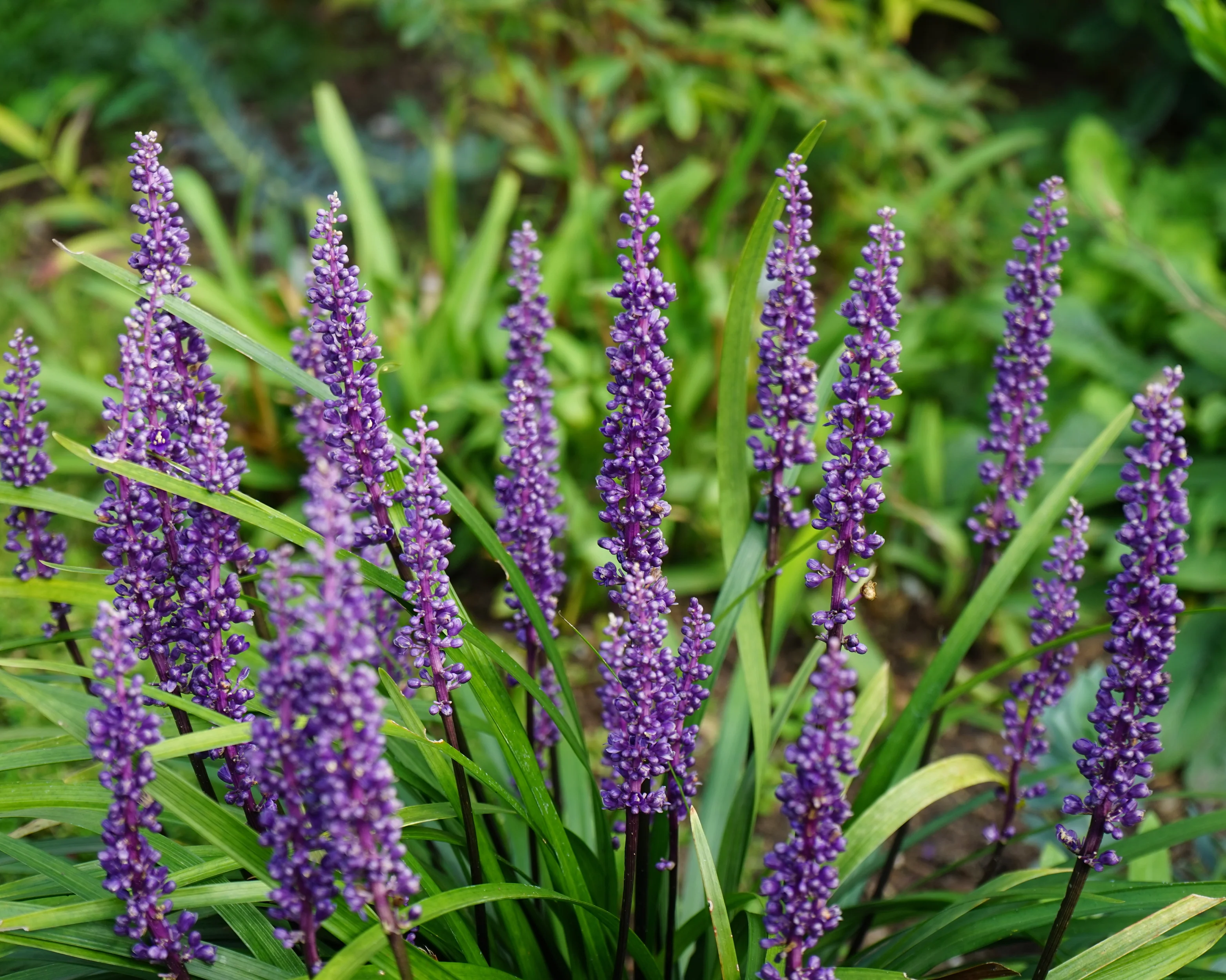 Liriope 'Moneymaker' - Image 2
