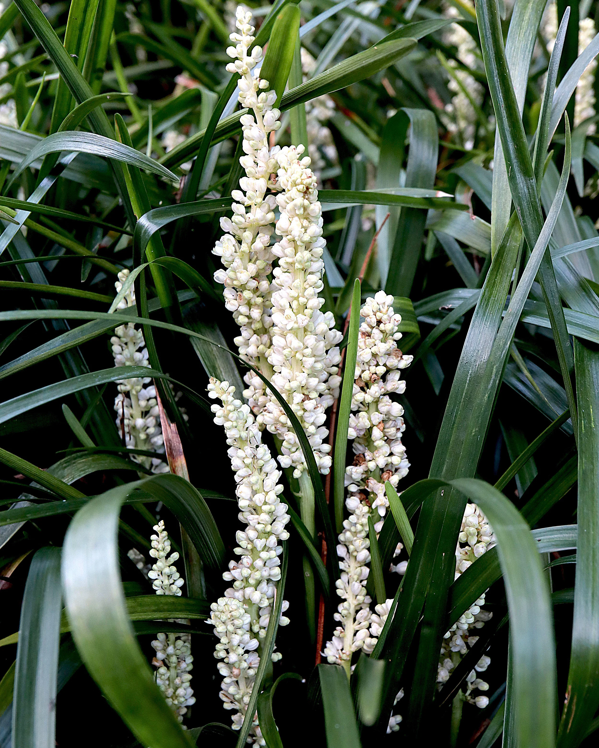 Liriope 'Monroe White' - Image 4