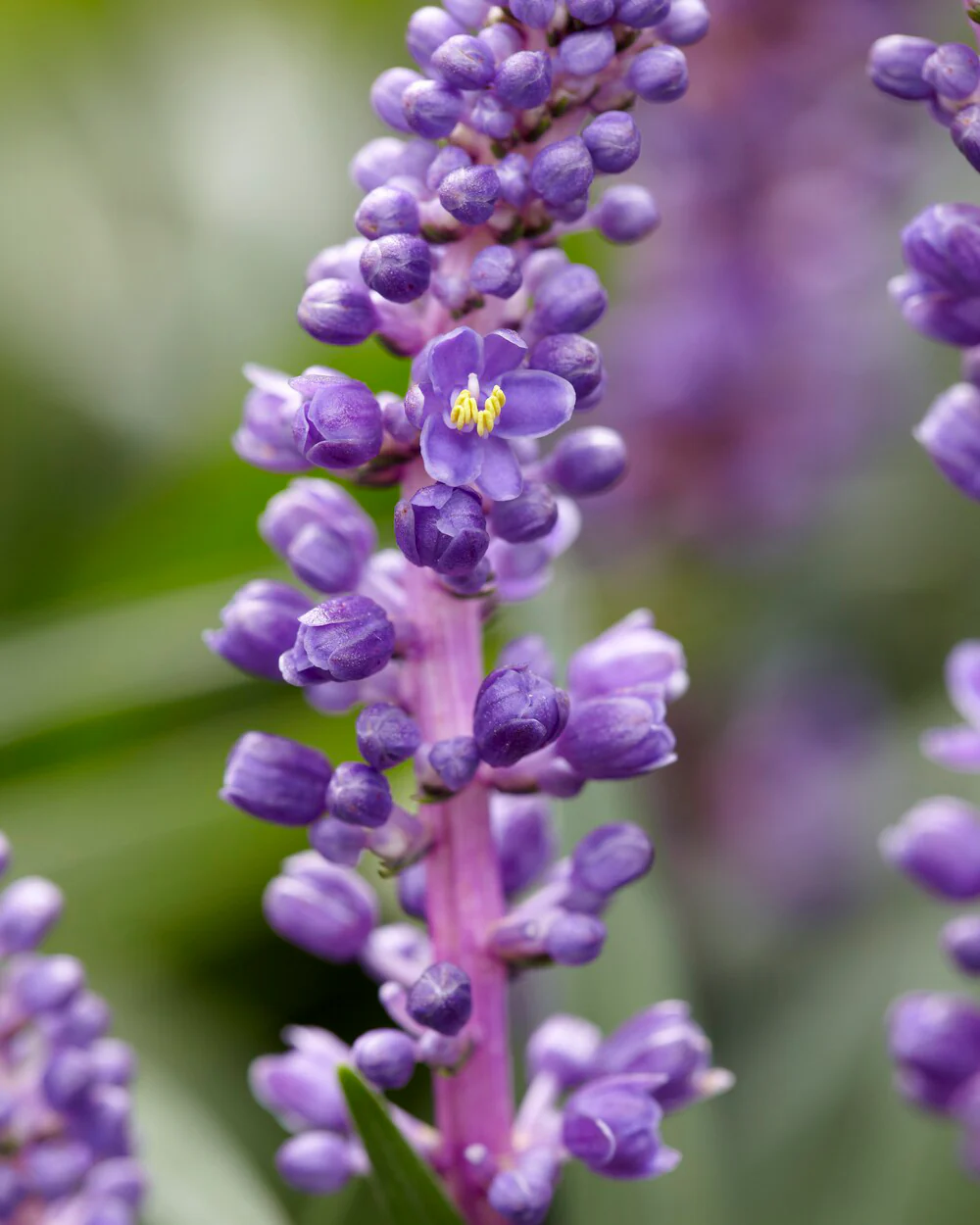 Liriope 'Royal Purple' - Image 2