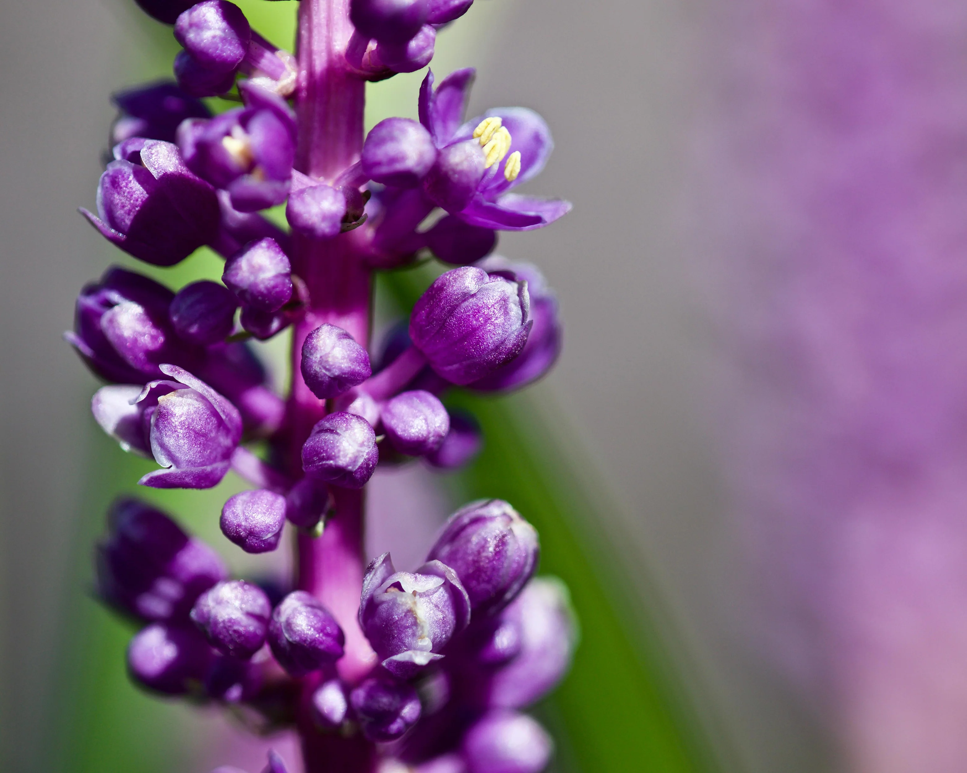 Liriope 'Royal Purple' - Image 4