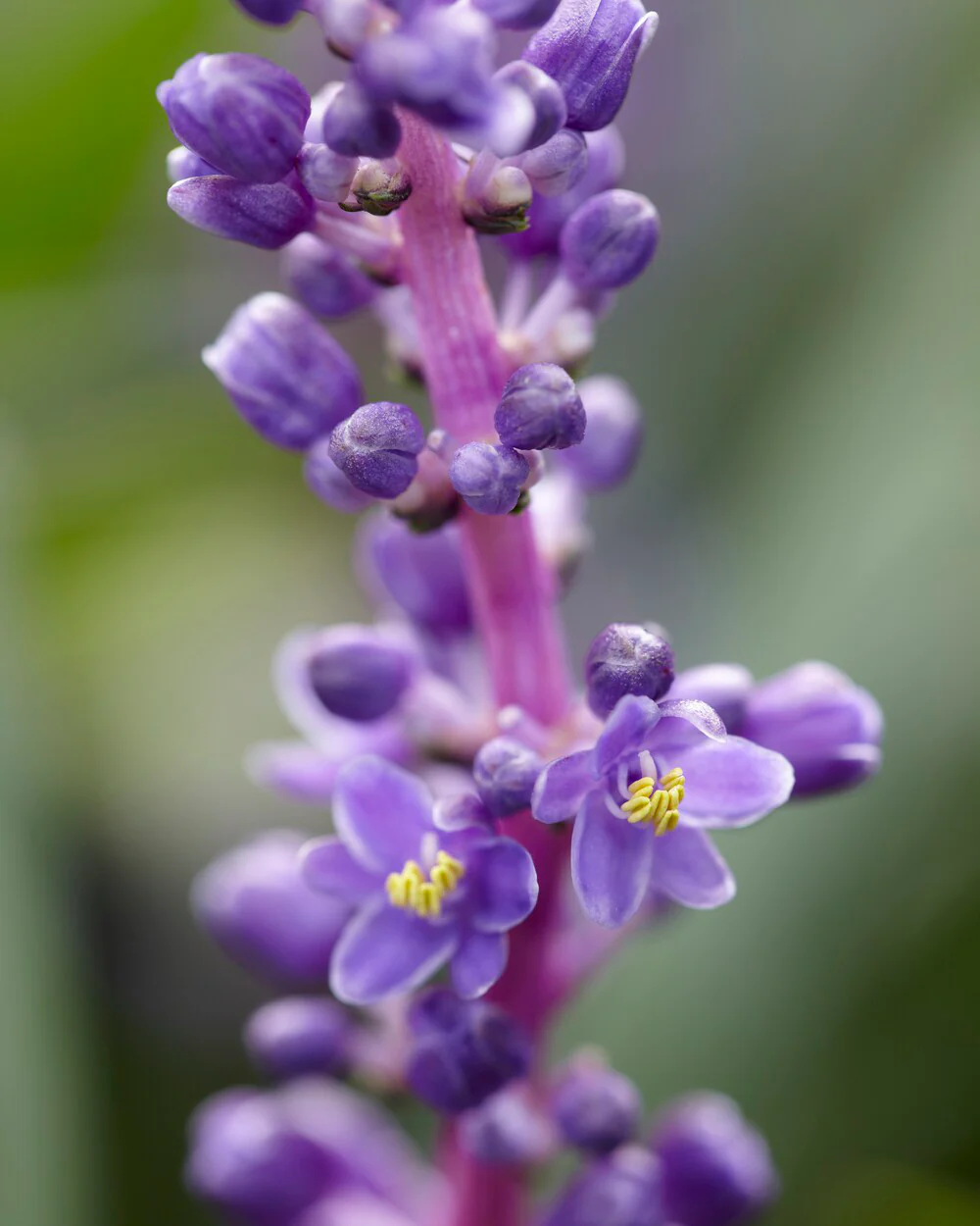 Liriope 'Royal Purple' - Image 5