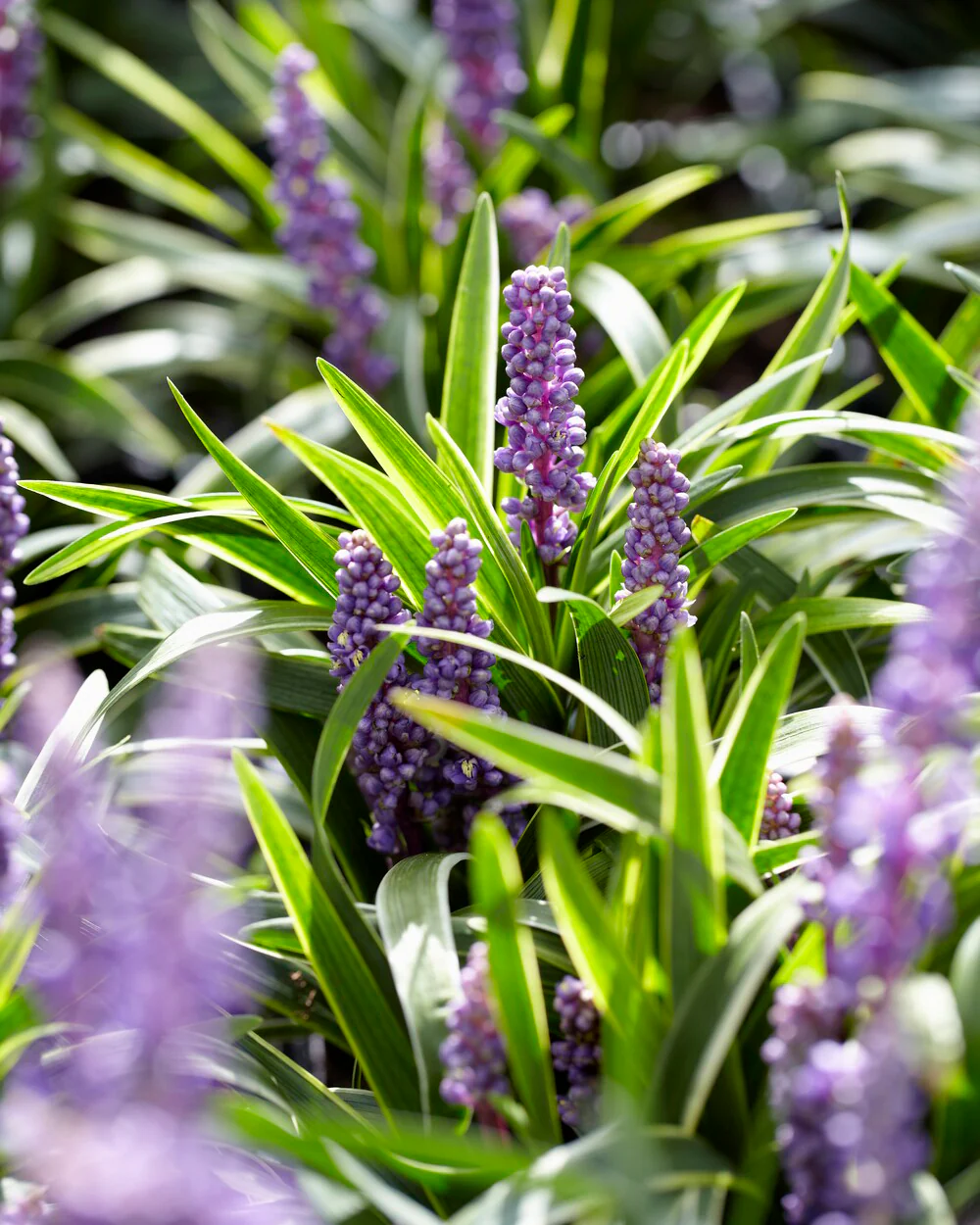 Liriope 'Royal Purple' - Image 6