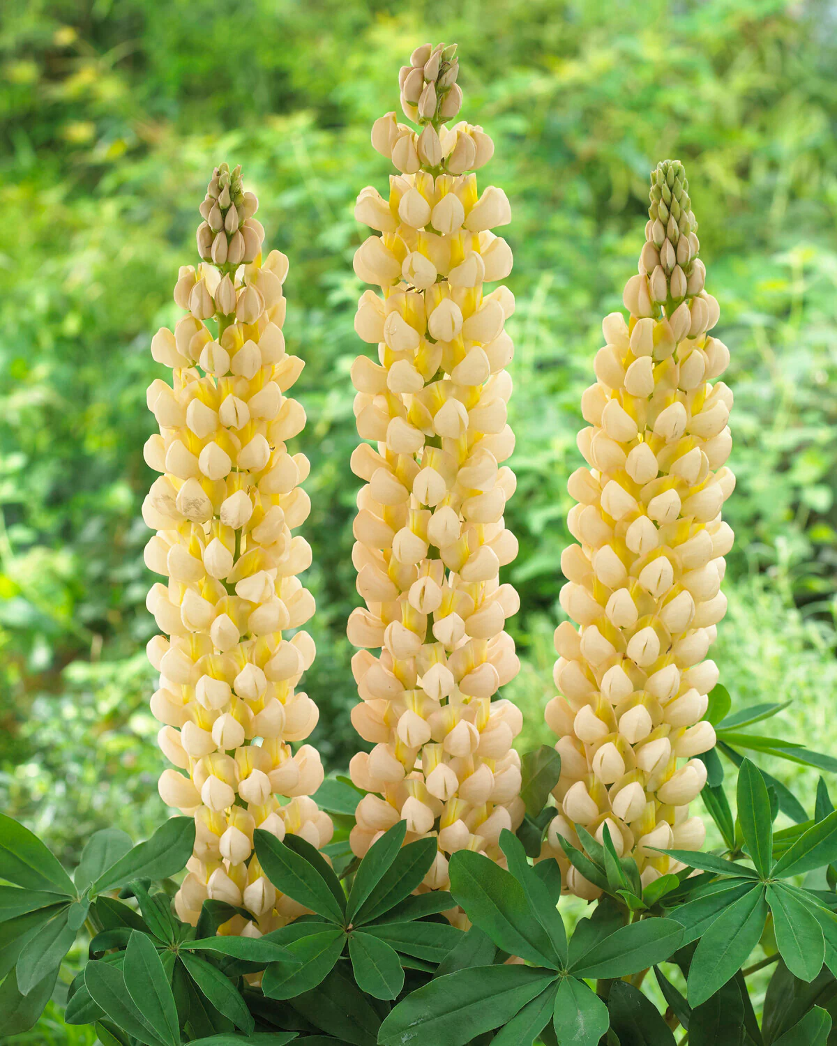 Lupinus 'Cashmere Cream' - Image 10