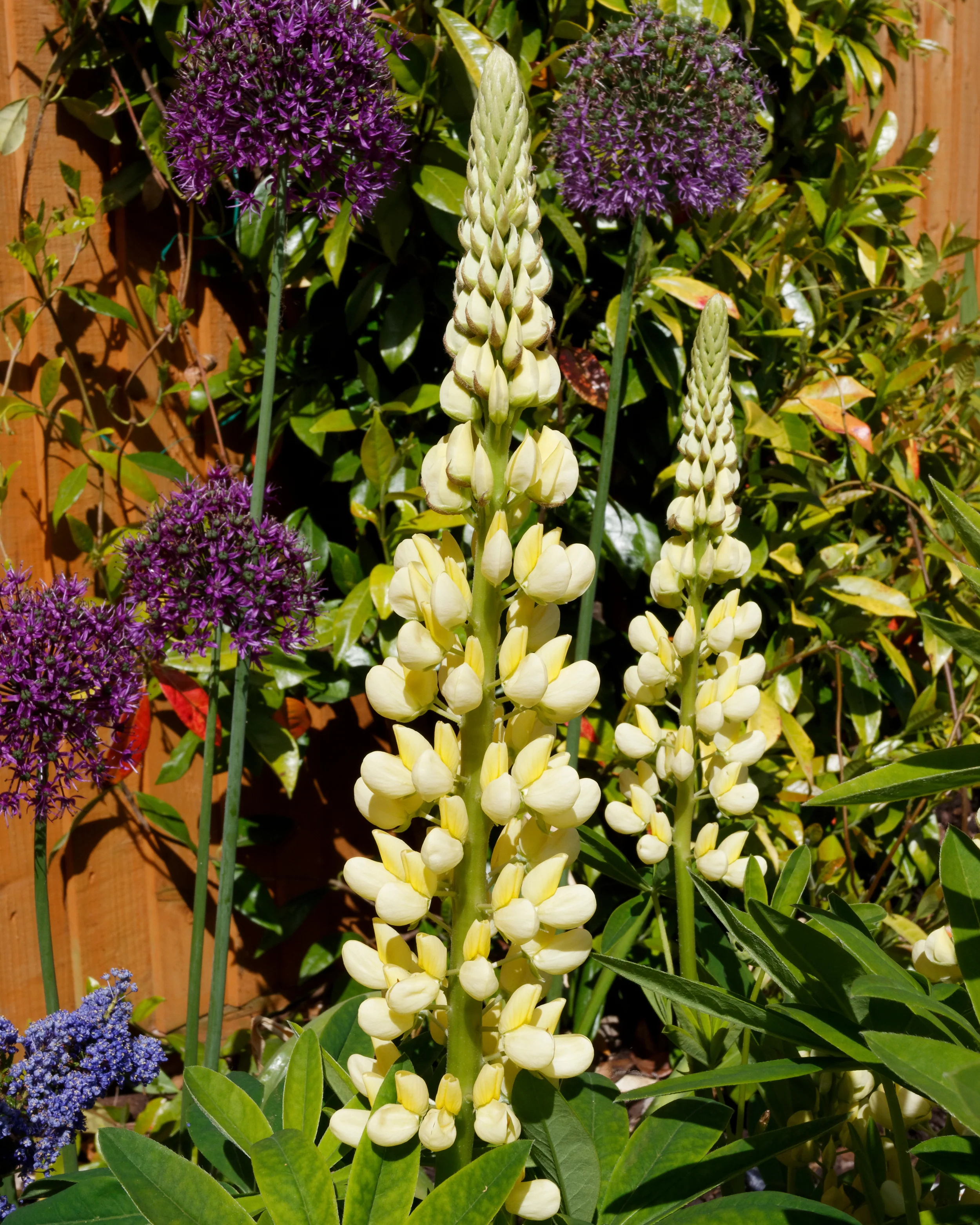 Lupinus 'Cashmere Cream' - Image 12