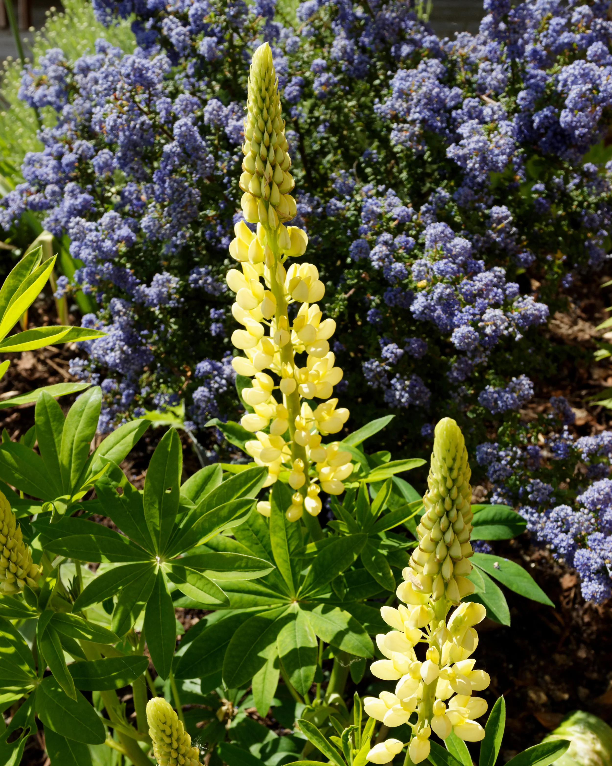 Lupinus 'Cashmere Cream' - Image 13