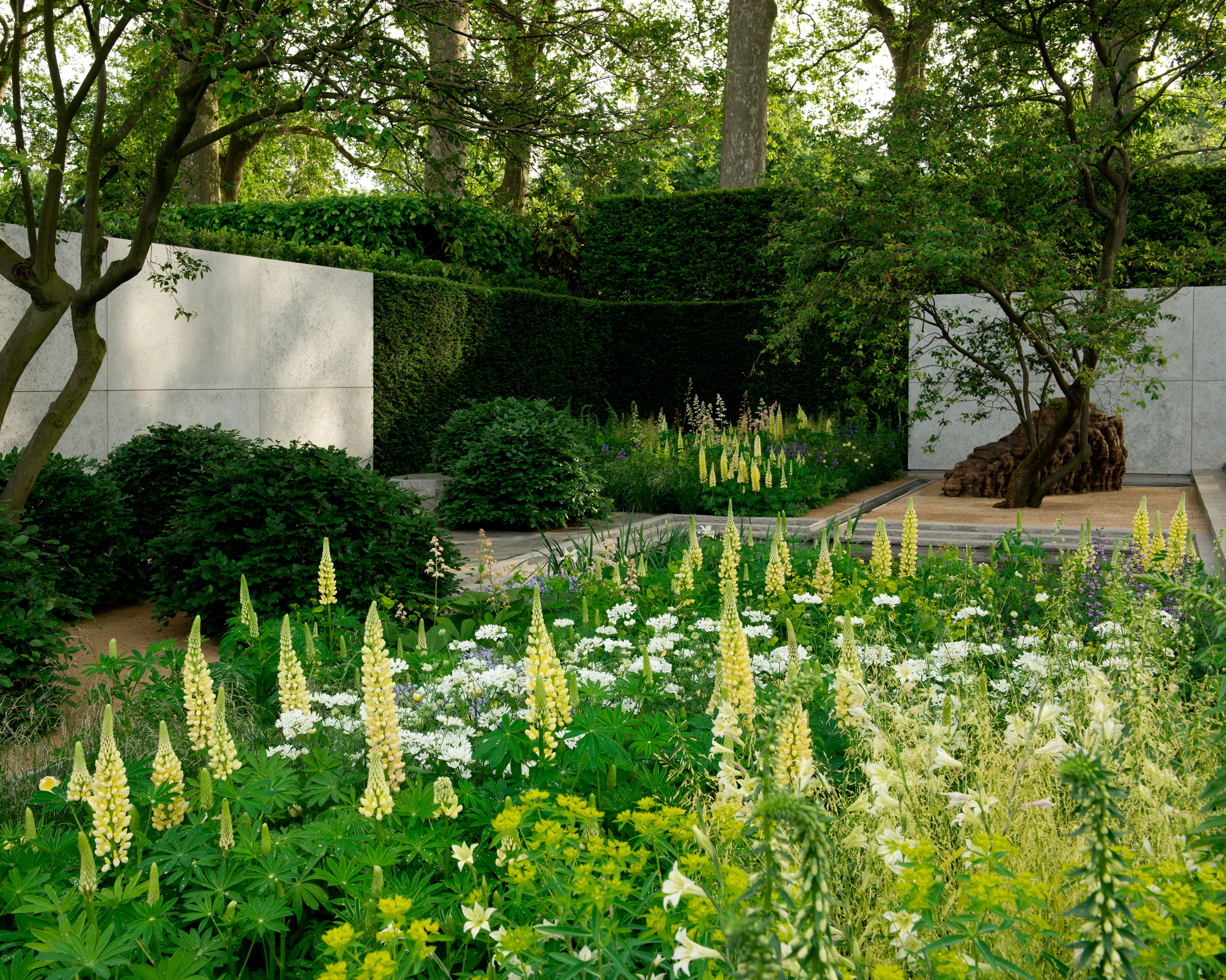 Lupinus 'Cashmere Cream' - Image 3