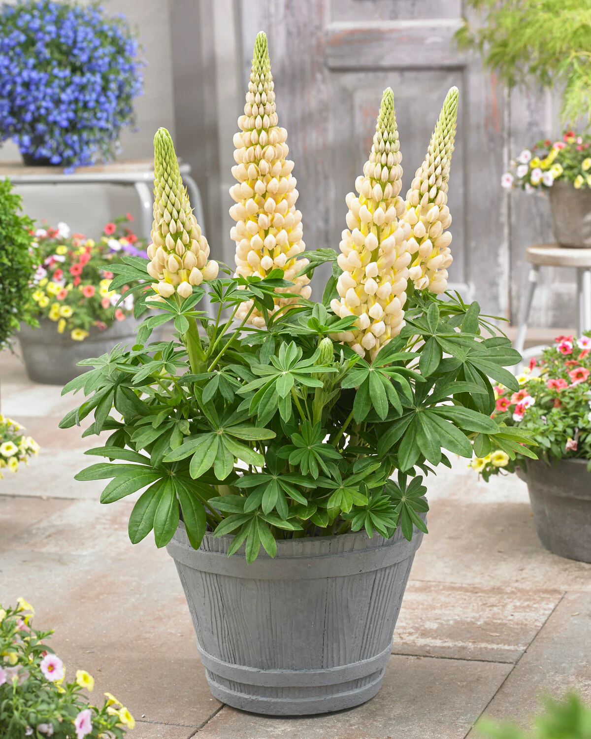 Lupinus 'Cashmere Cream' - Image 5