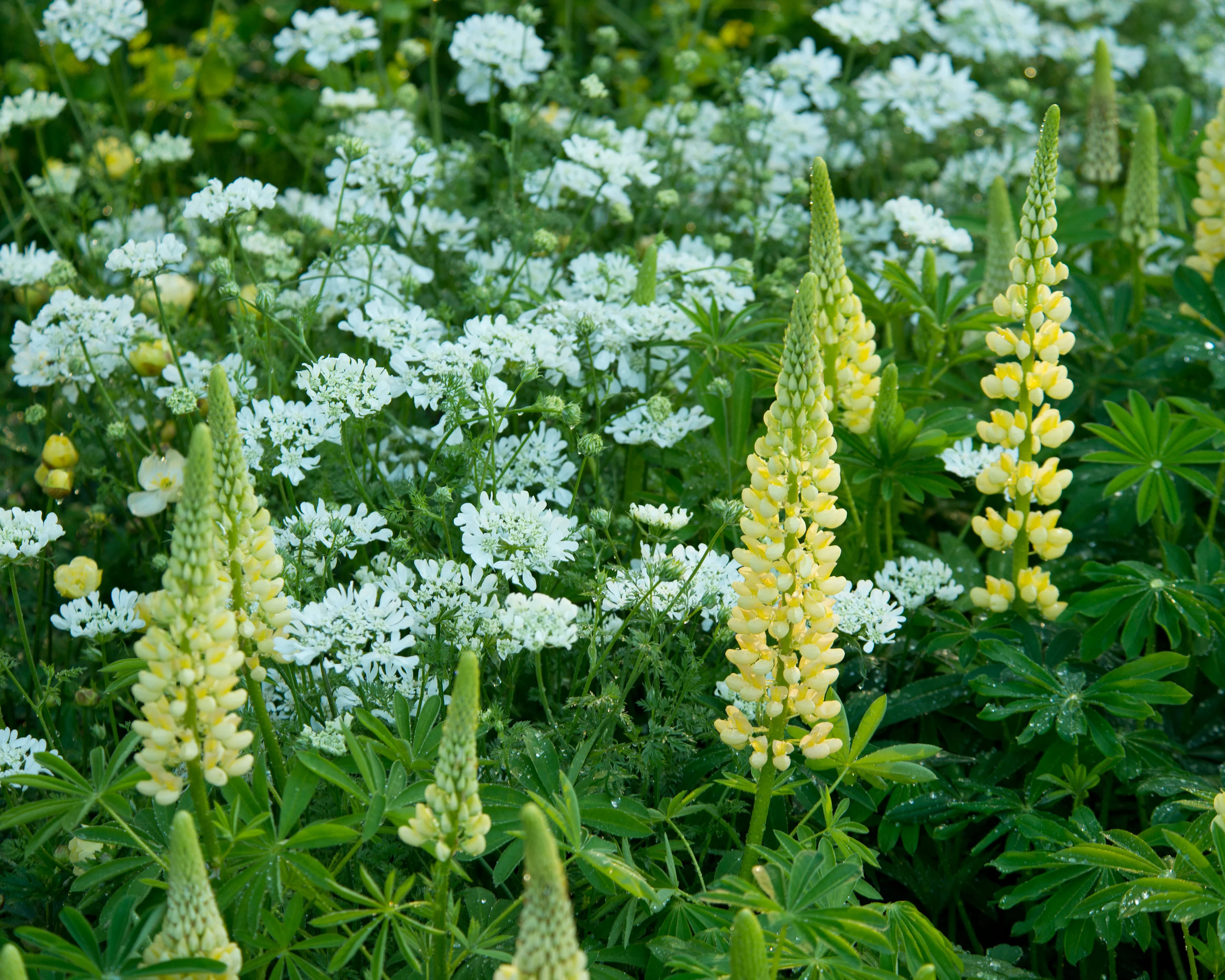 Lupinus 'Cashmere Cream' - Image 6