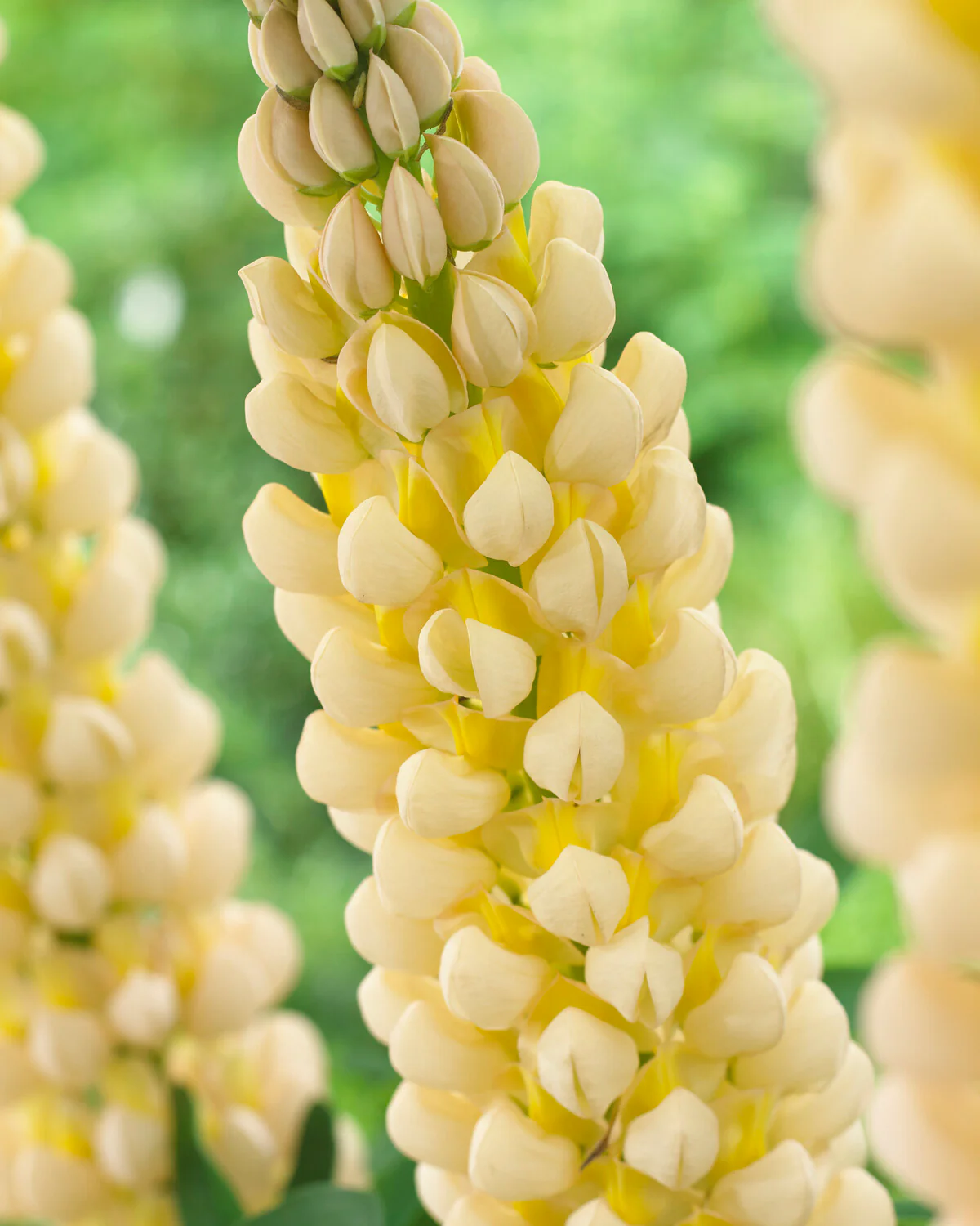 Lupinus 'Cashmere Cream' - Image 8