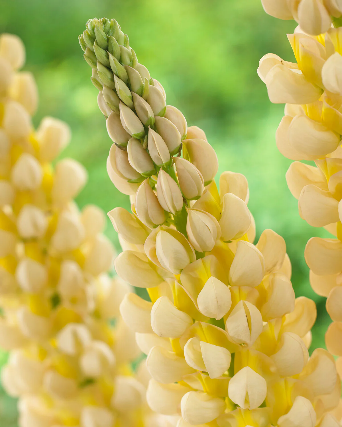 Lupinus 'Cashmere Cream' - Image 9