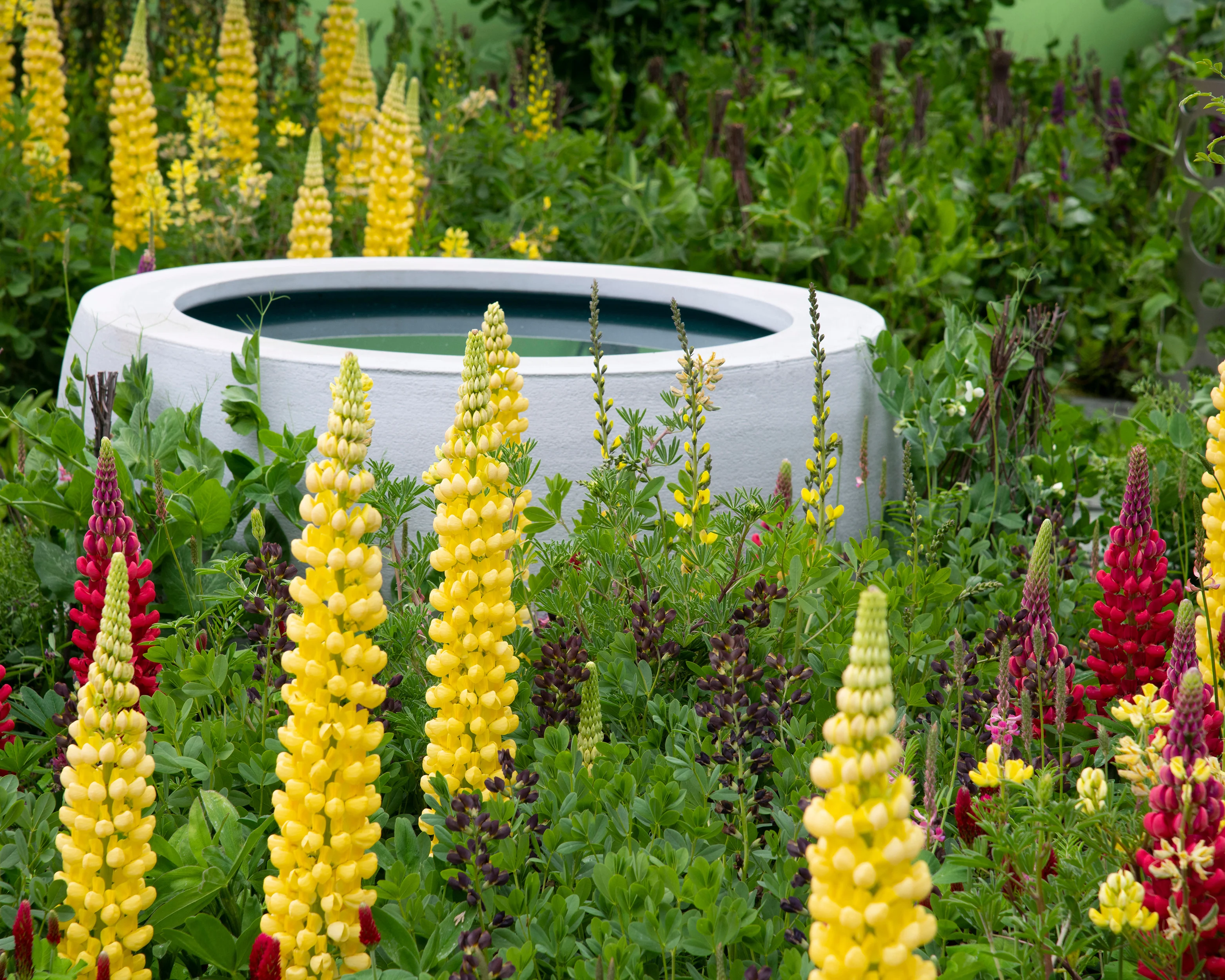 Lupinus 'Desert Sun' - Image 11