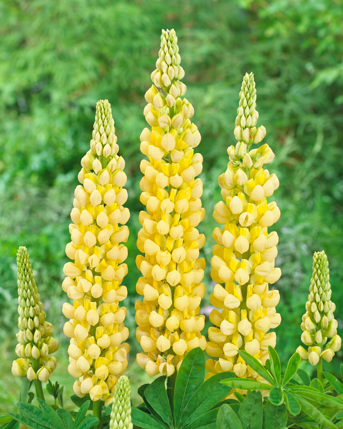 Lupinus 'Desert Sun' - Image 3