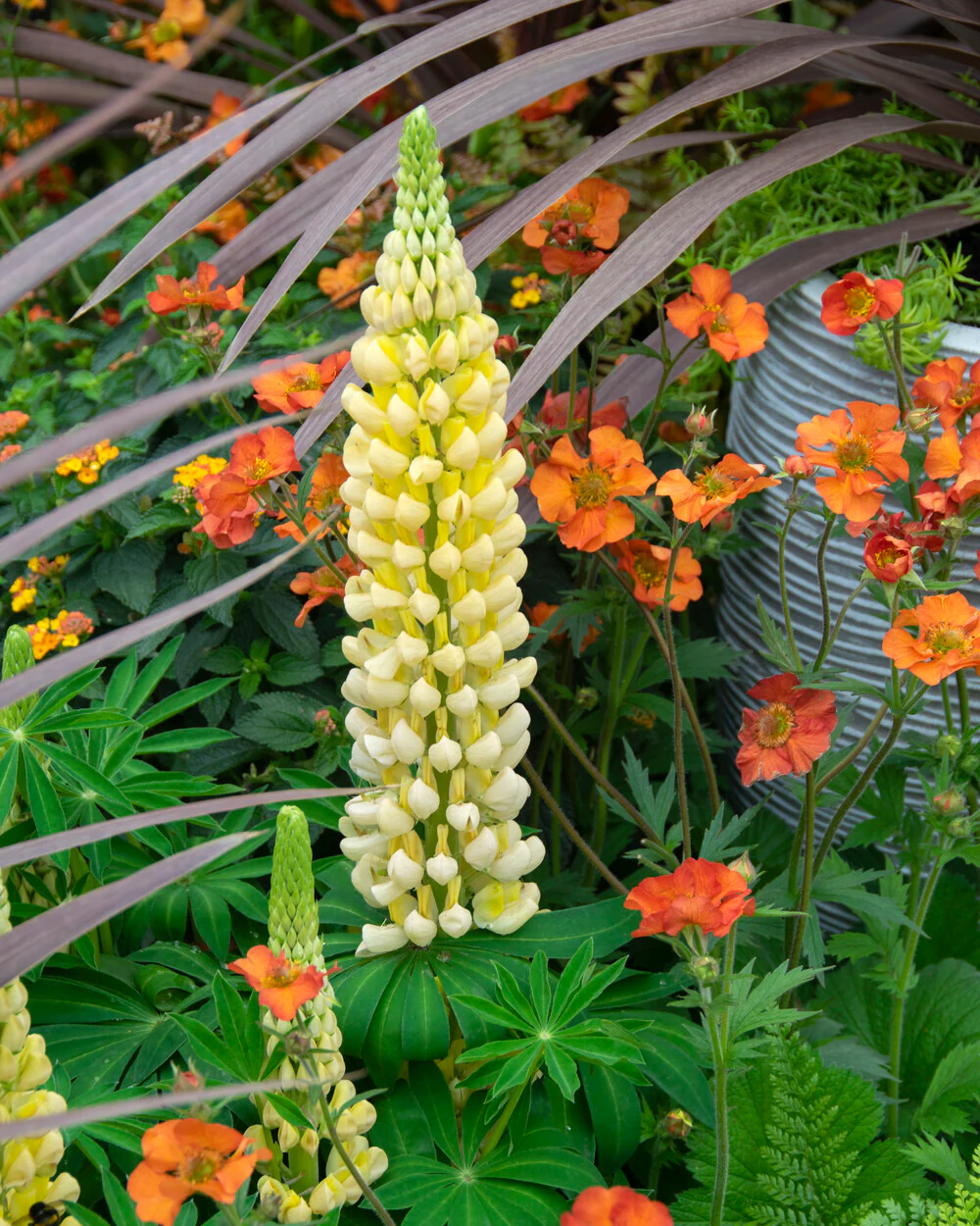Lupinus 'Desert Sun' - Image 8