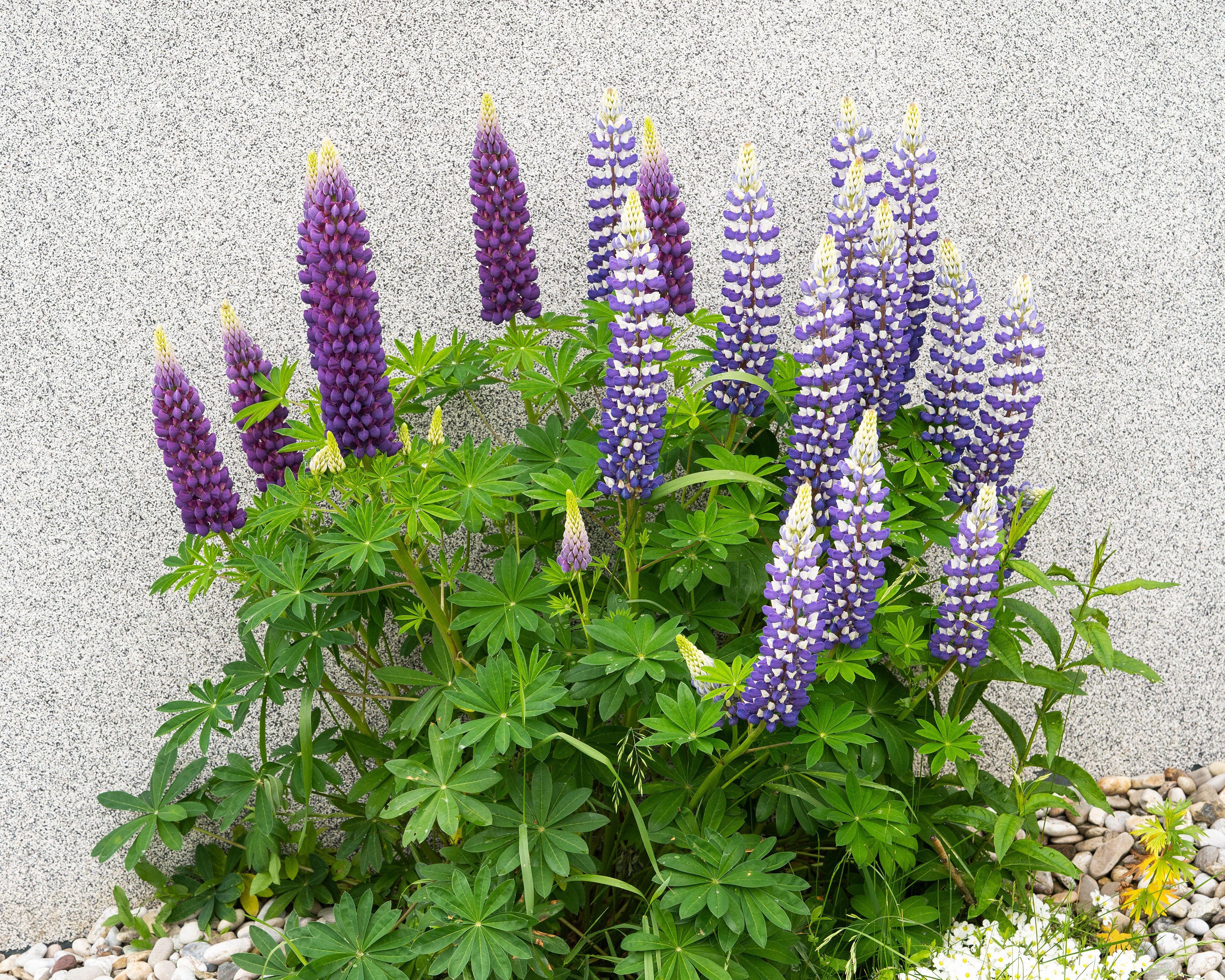 Lupinus 'King Canute' - Image 6