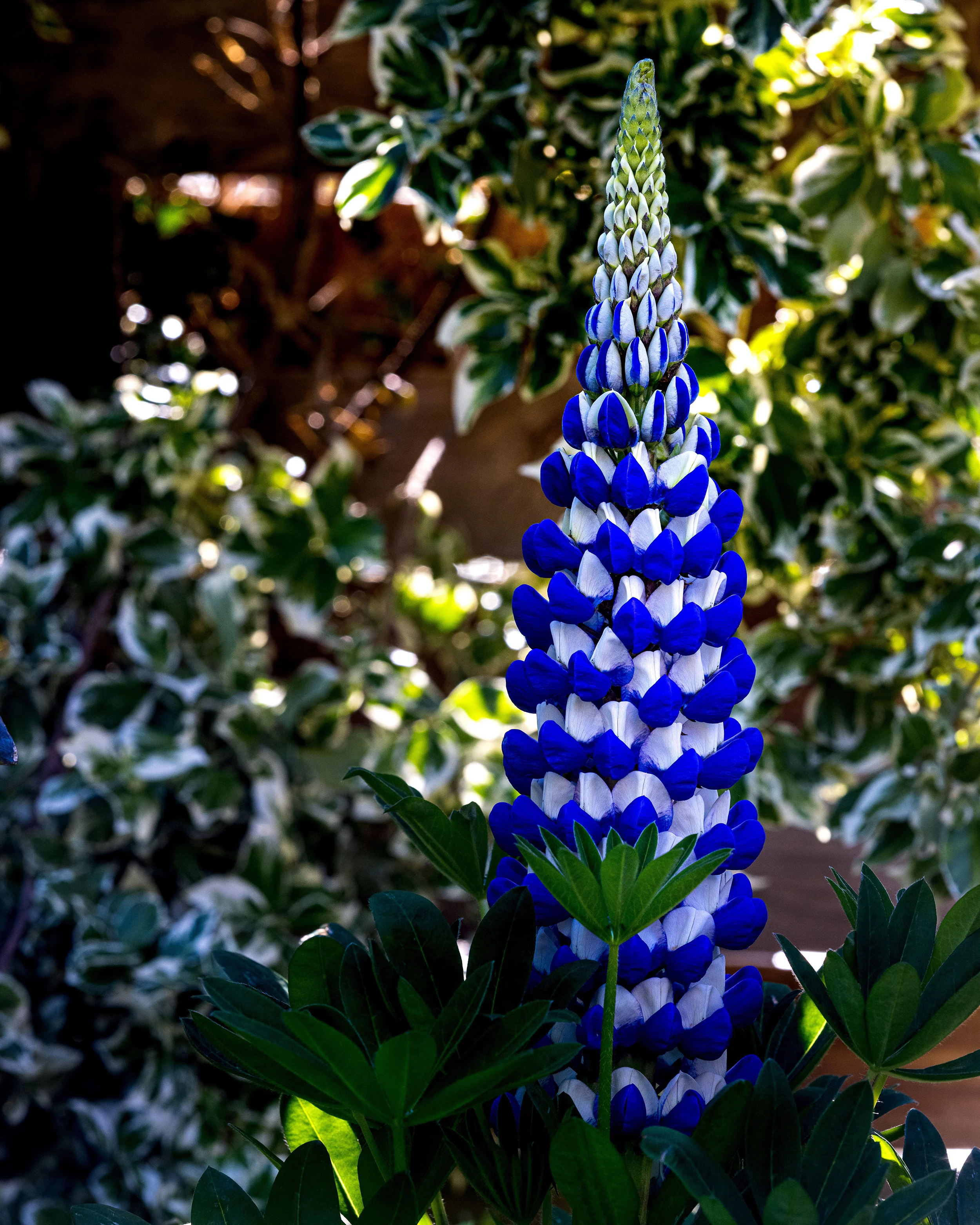 Lupinus 'King Canute' - Image 7