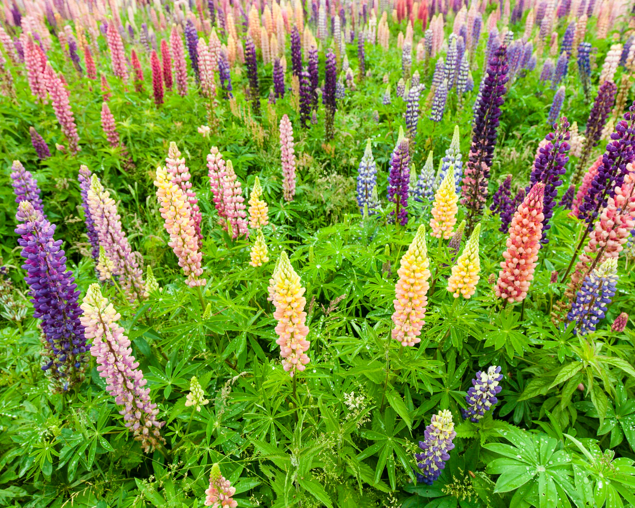 Lupinus 'Mosaic Mix' - Image 10