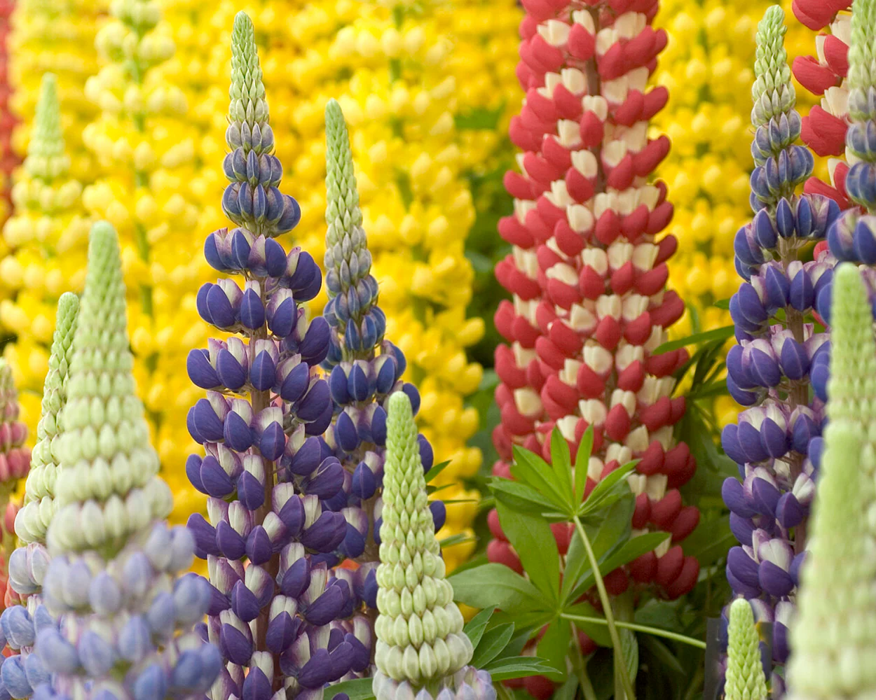 Lupinus 'Mosaic Mix' - Image 3