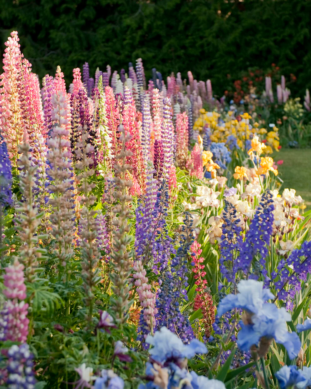 Lupinus 'Mosaic Mix' - Image 4