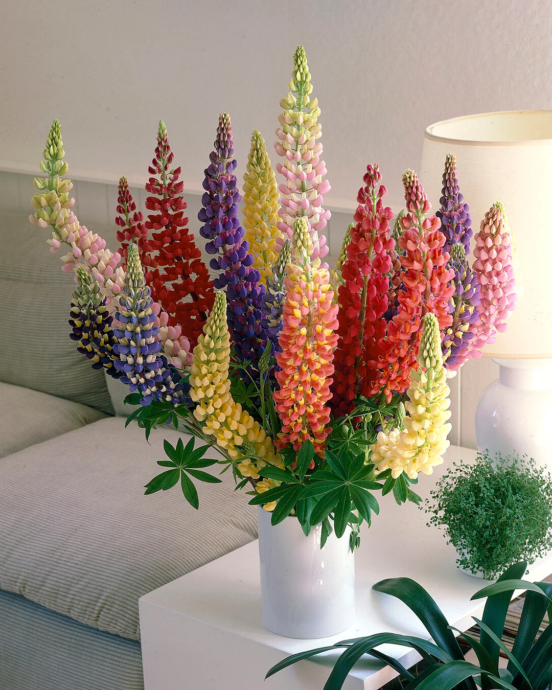 Lupinus 'Mosaic Mix' - Image 5