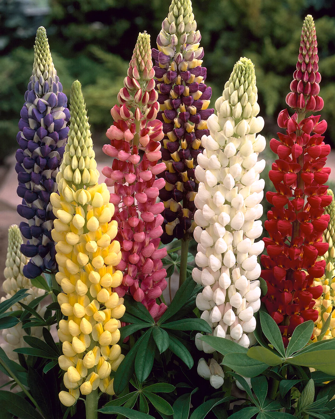 Lupinus 'Mosaic Mix' - Image 6