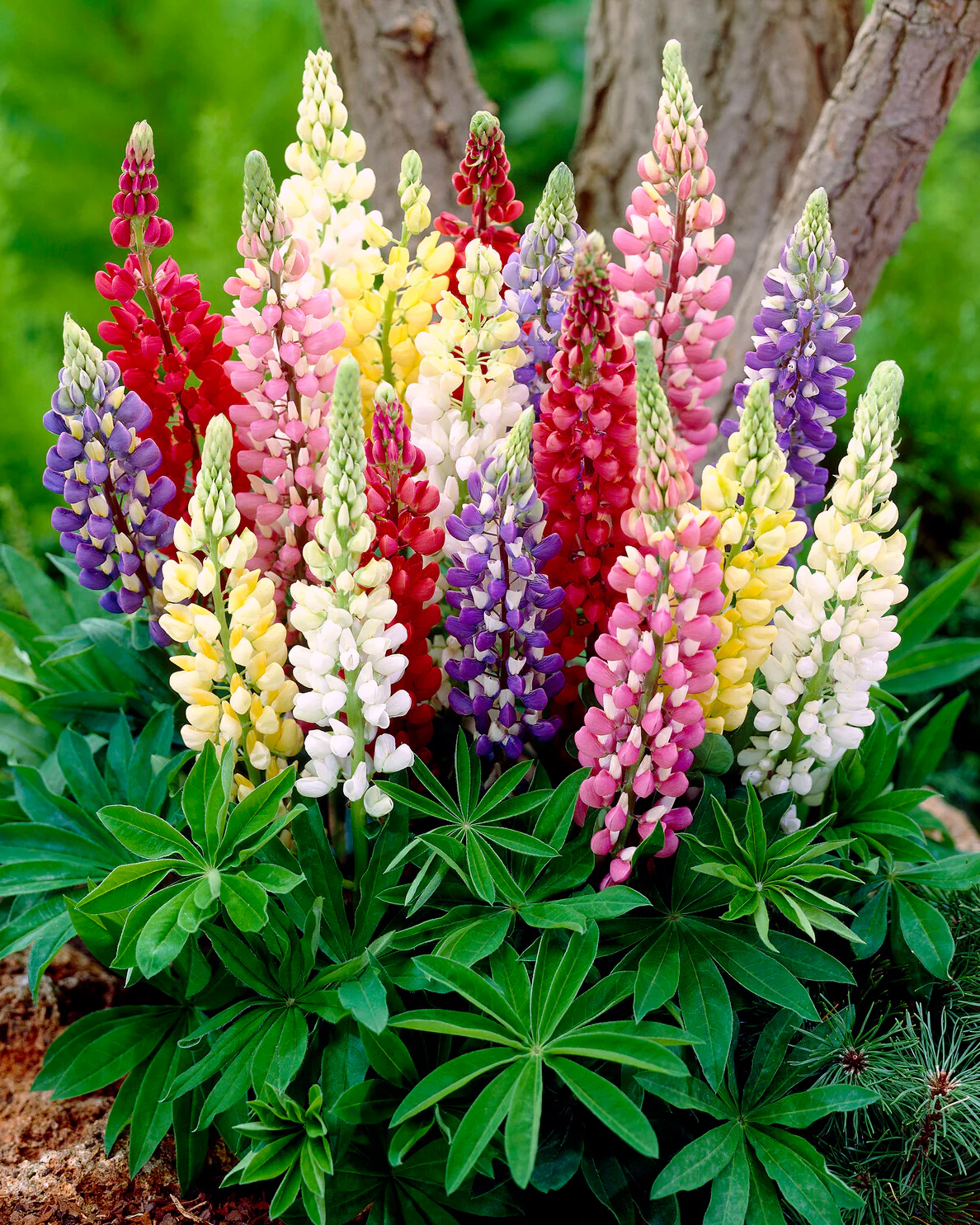 Lupinus 'Mosaic Mix' - Image 9