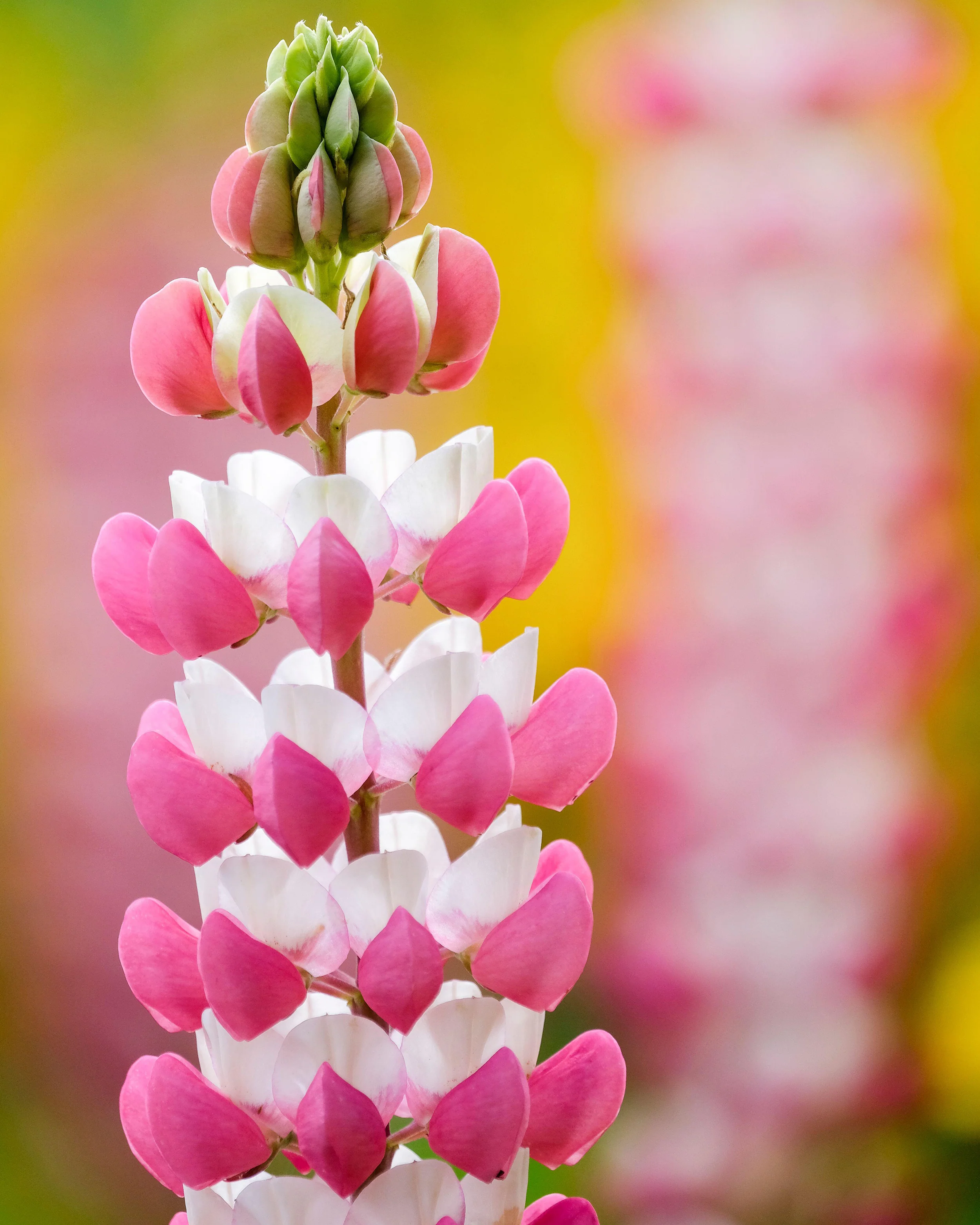 Lupinus 'Rachel de Thame' - Image 5