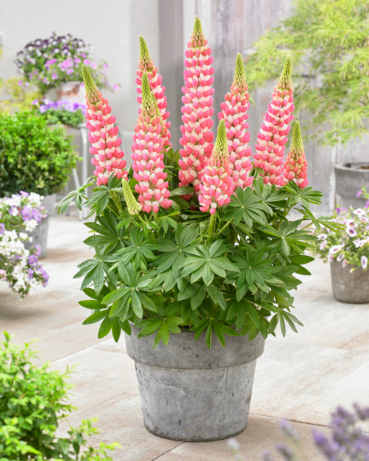 Lupinus 'Rachel de Thame' - Image 6
