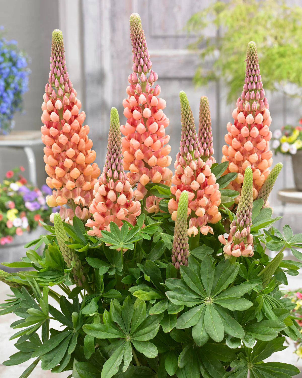 Lupinus 'Salmon Star' - Image 2