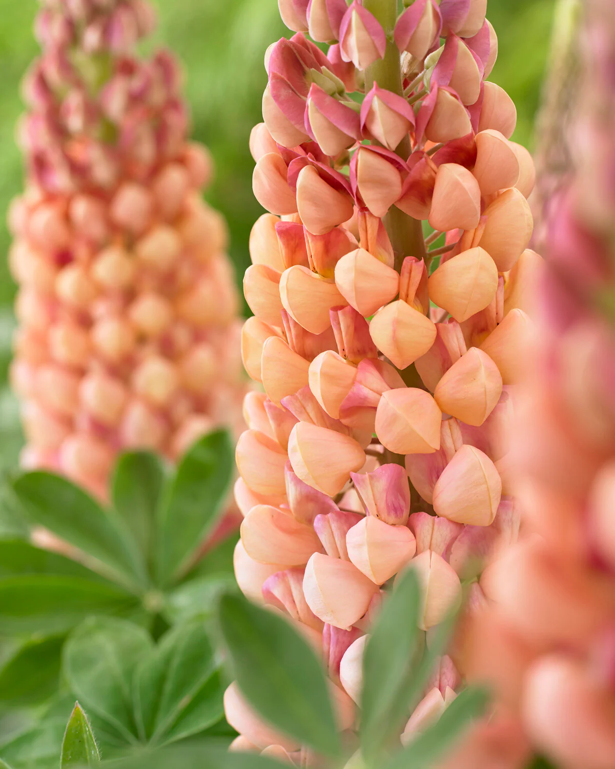 Lupinus 'Salmon Star' - Image 3