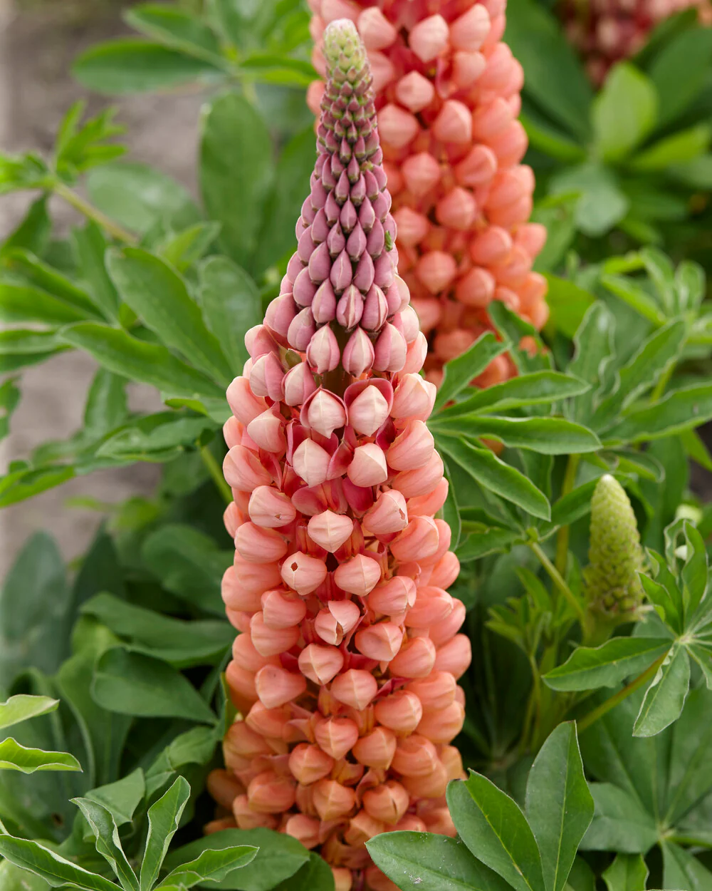 Lupinus 'Salmon Star' - Image 5