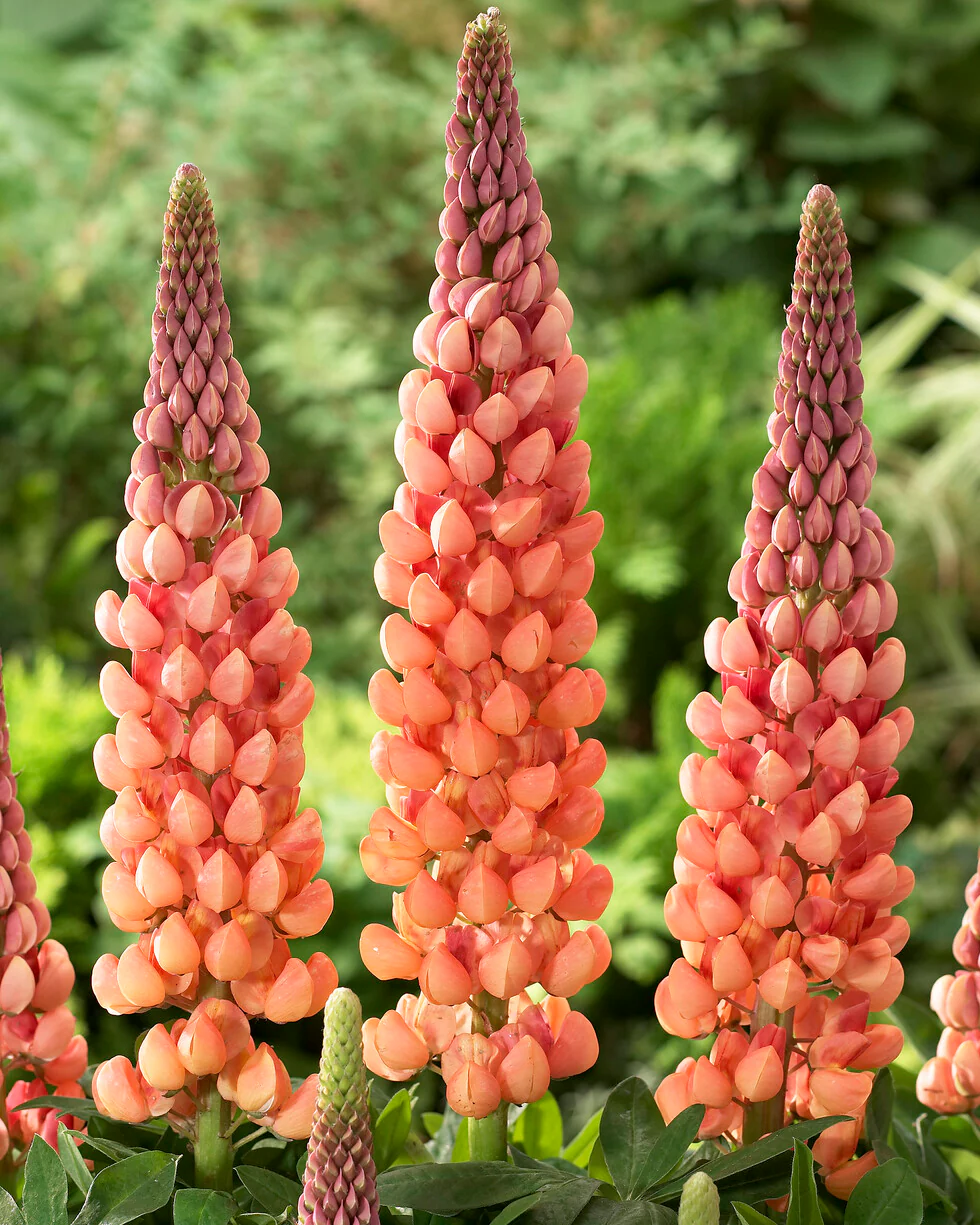 Lupinus 'Salmon Star' - Image 6