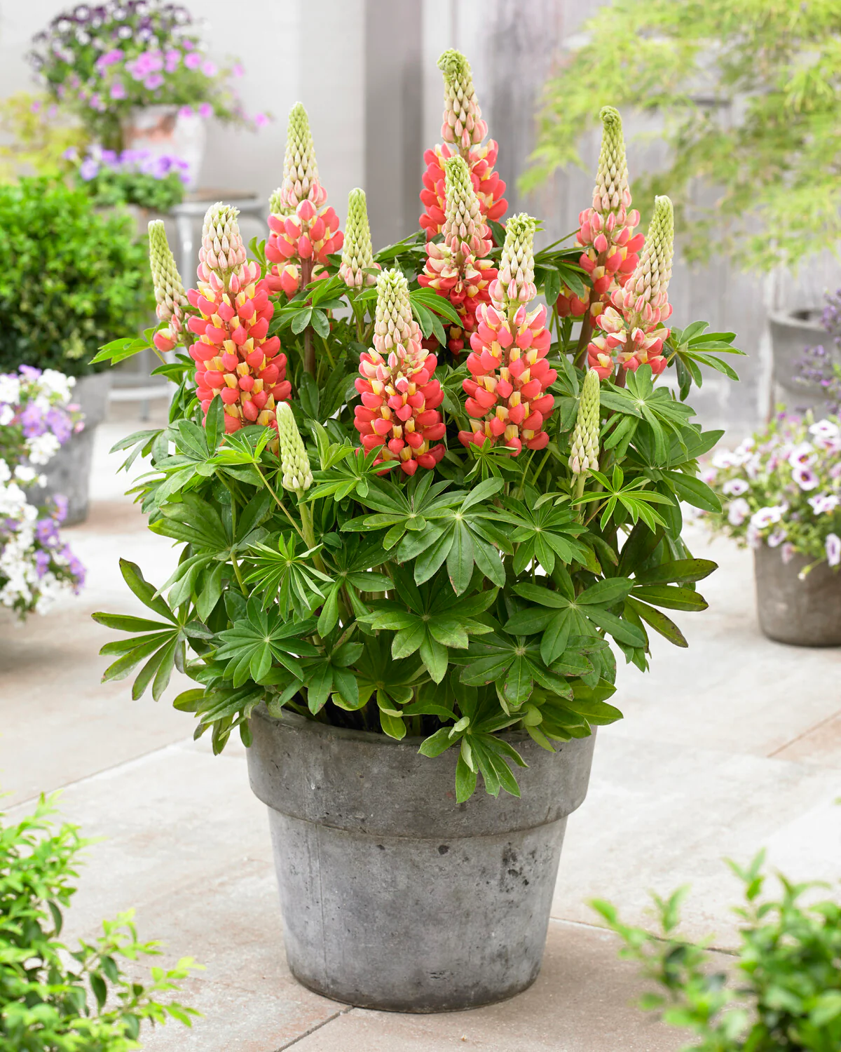 Lupinus 'Tequila Flame' - Image 2