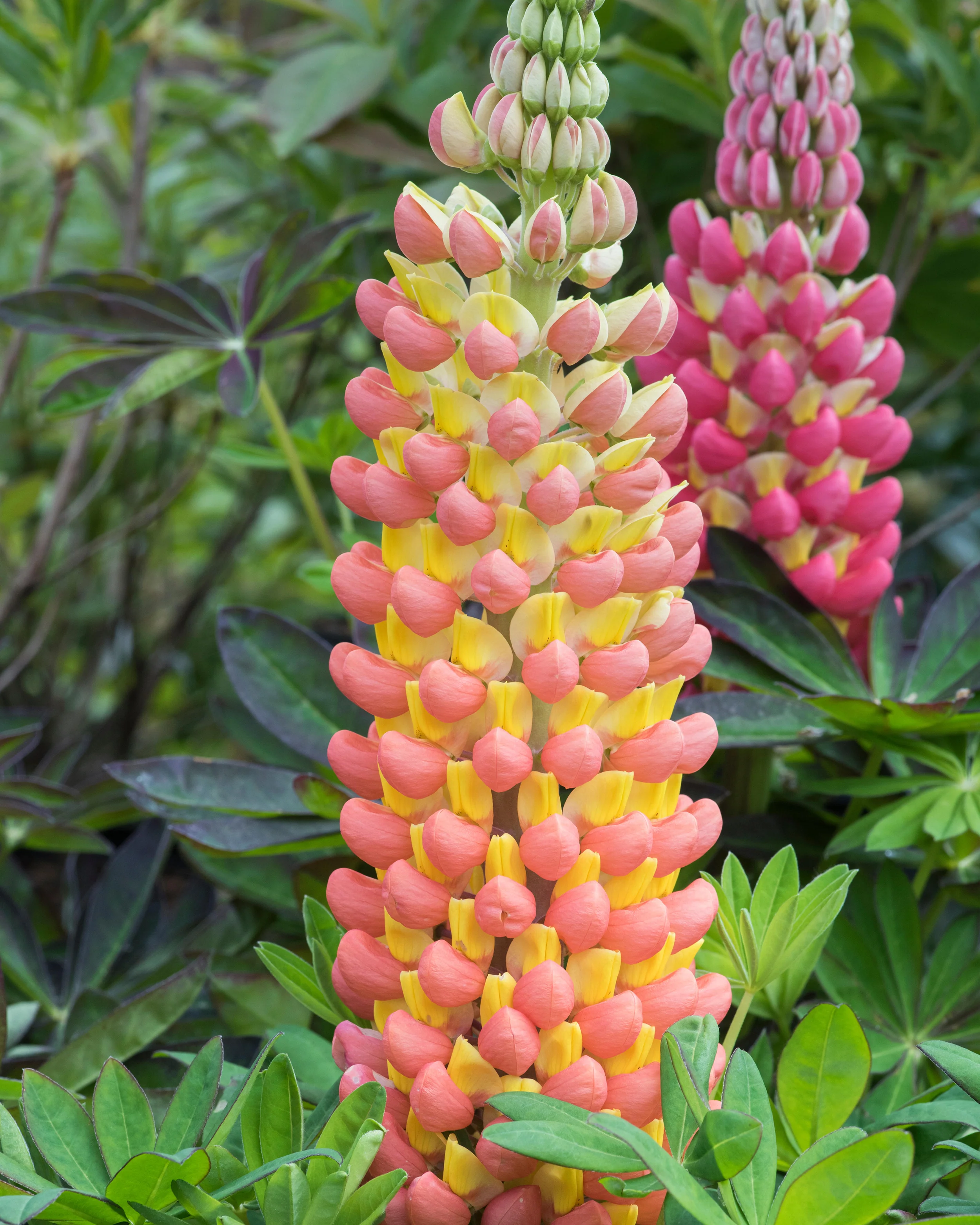 Lupinus 'Tequila Flame' - Image 6